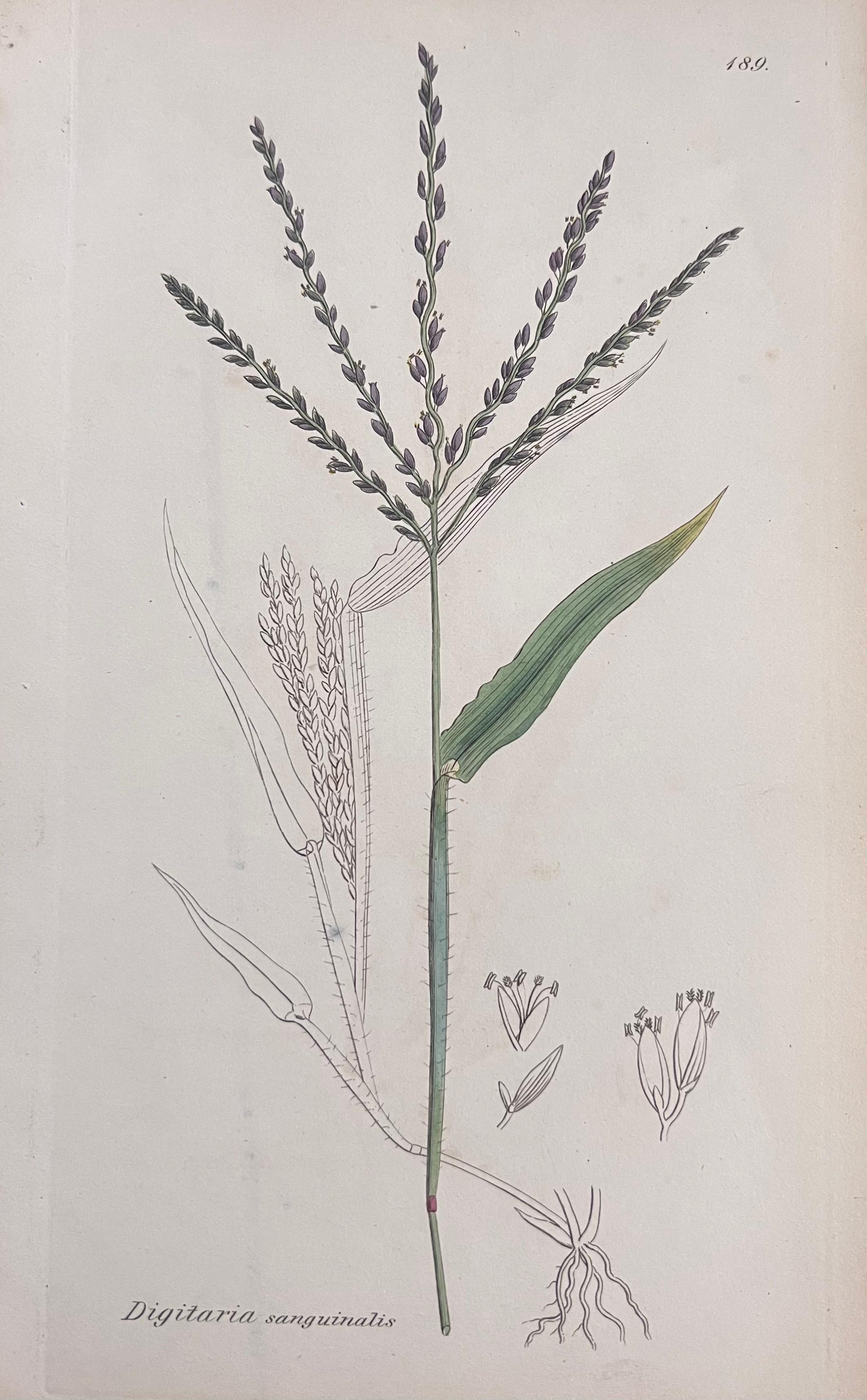 Set of Six Hand Coloured Botanical Prints/Lithographs and Engravings
Published by G. Ridgway, S. Curtis, W. Baxter and W. Fitch
Early Mid 19th Century
Size: image: 8.5 x 5.5 inches
Provenance: private collection, London.
Condition: The botanicals