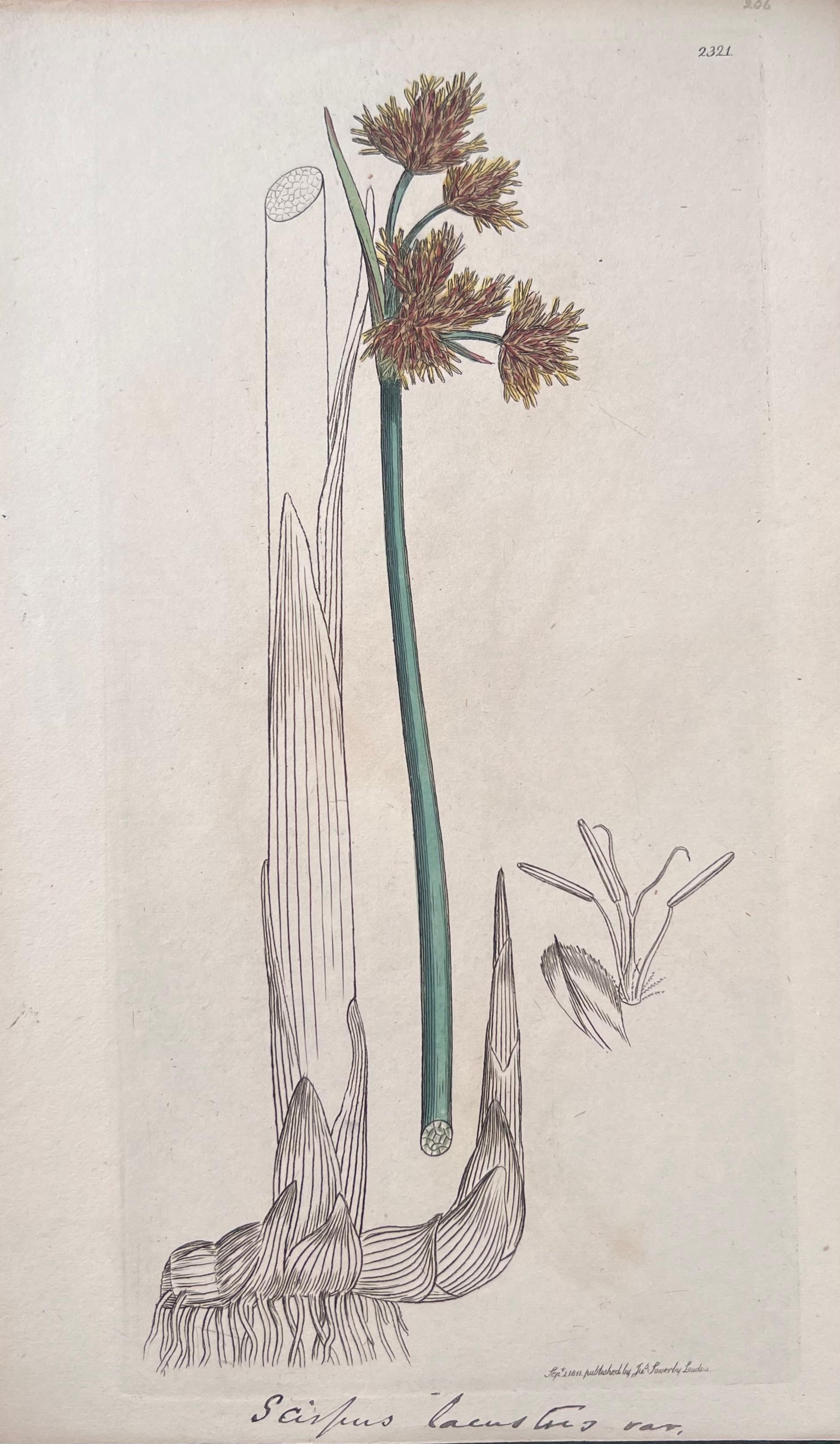 Set di sei raffinate stampe botaniche colorate a mano dell'Antique British, circa 1900 - Print Art Déco di Unknown