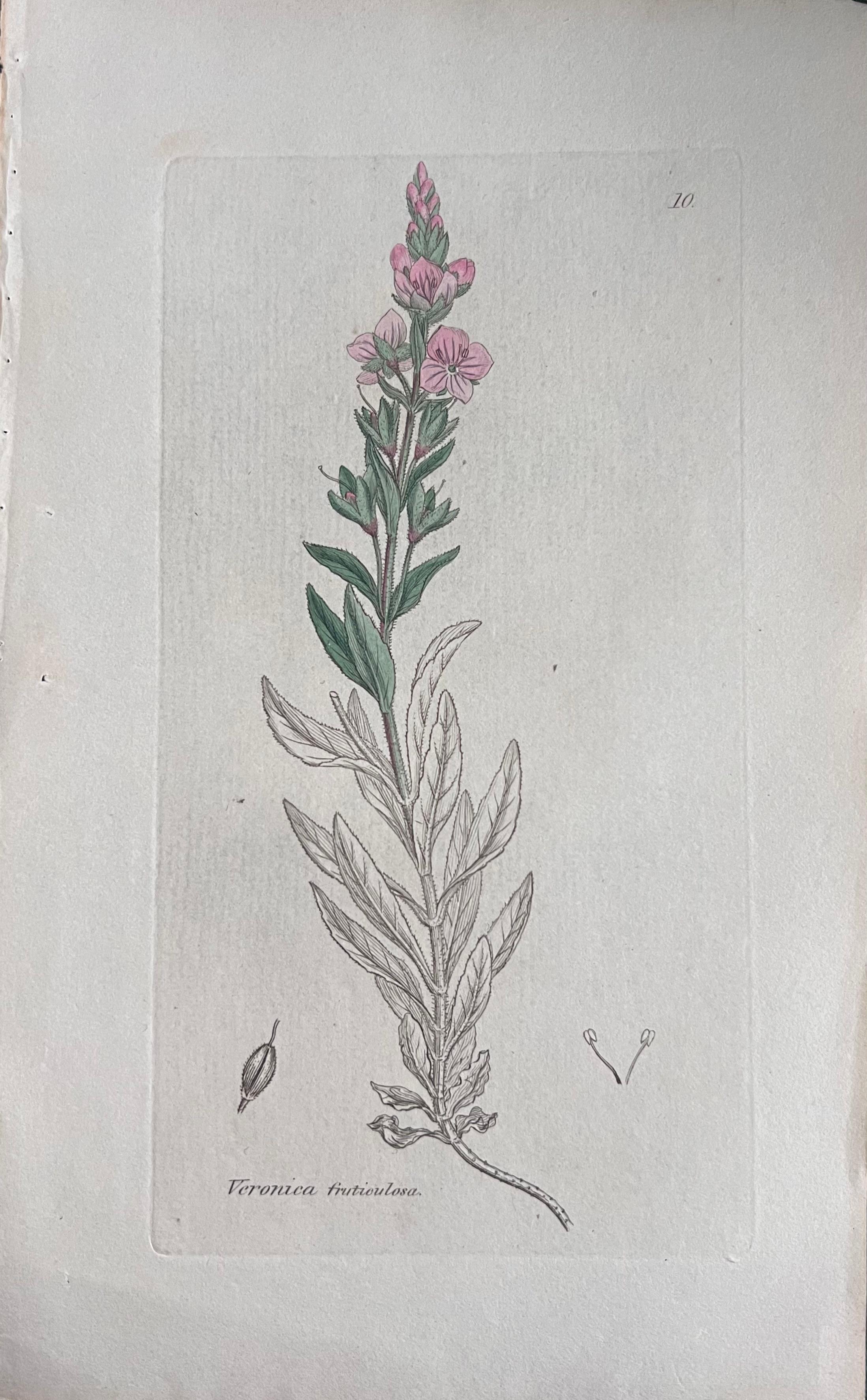 Set of Six Hand Coloured Botanical Prints/Lithographs and Engravings
Published by G. Ridgway, S. Curtis, W. Baxter and W. Fitch
Early Mid 19th Century
Size: image: 8.5 x 5.5 inches
Provenance: private collection, London.
Condition: The botanicals