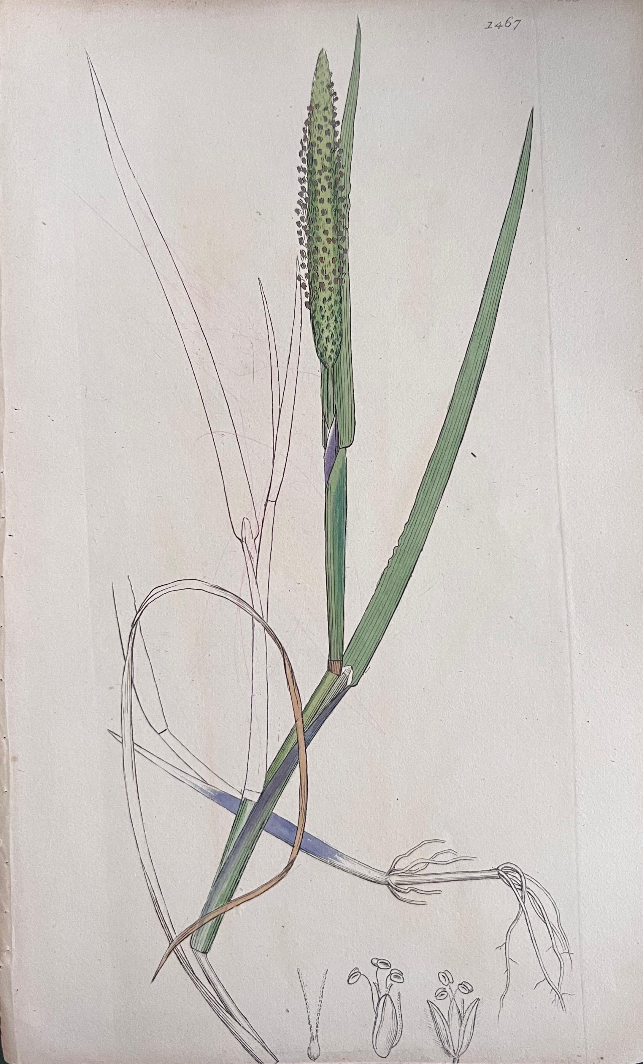Set of Six Hand Coloured Botanical Prints/Lithographs and Engravings
Published by G. Ridgway, S. Curtis, W. Baxter and W. Fitch
Early Mid 19th Century
Size: image: 8.5 x 5.5 inches
Provenance: private collection, London.
Condition: The botanicals