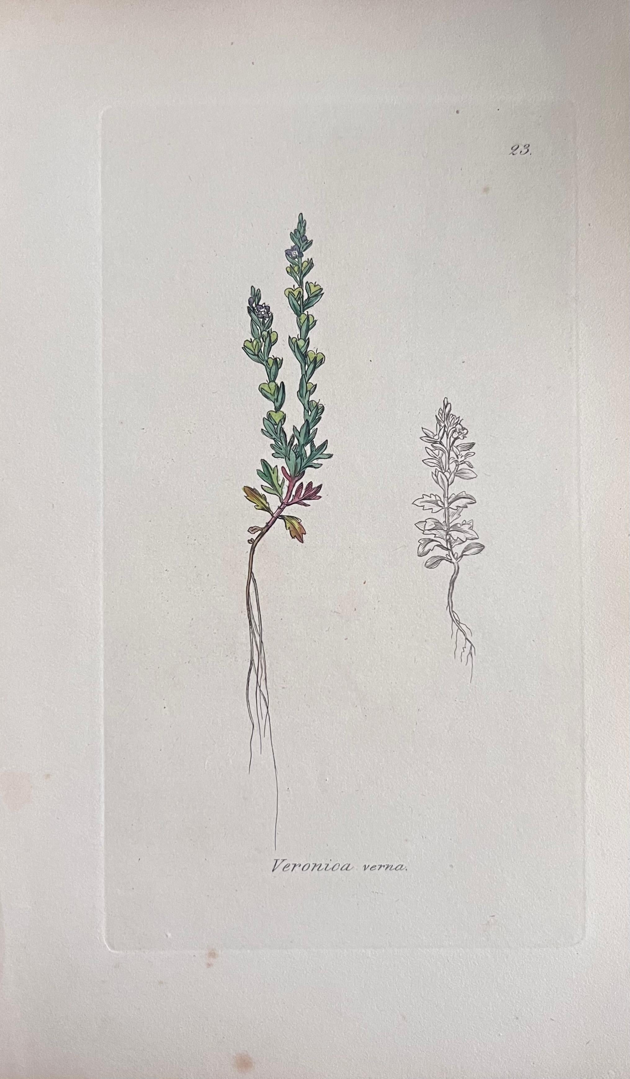 Set of Six Hand Coloured Botanical Prints/Lithographs and Engravings
Published by G. Ridgway, S. Curtis, W. Baxter and W. Fitch
Early Mid 19th Century
Size: image: 8.5 x 5.5 inches
Provenance: private collection, London.
Condition: The botanicals