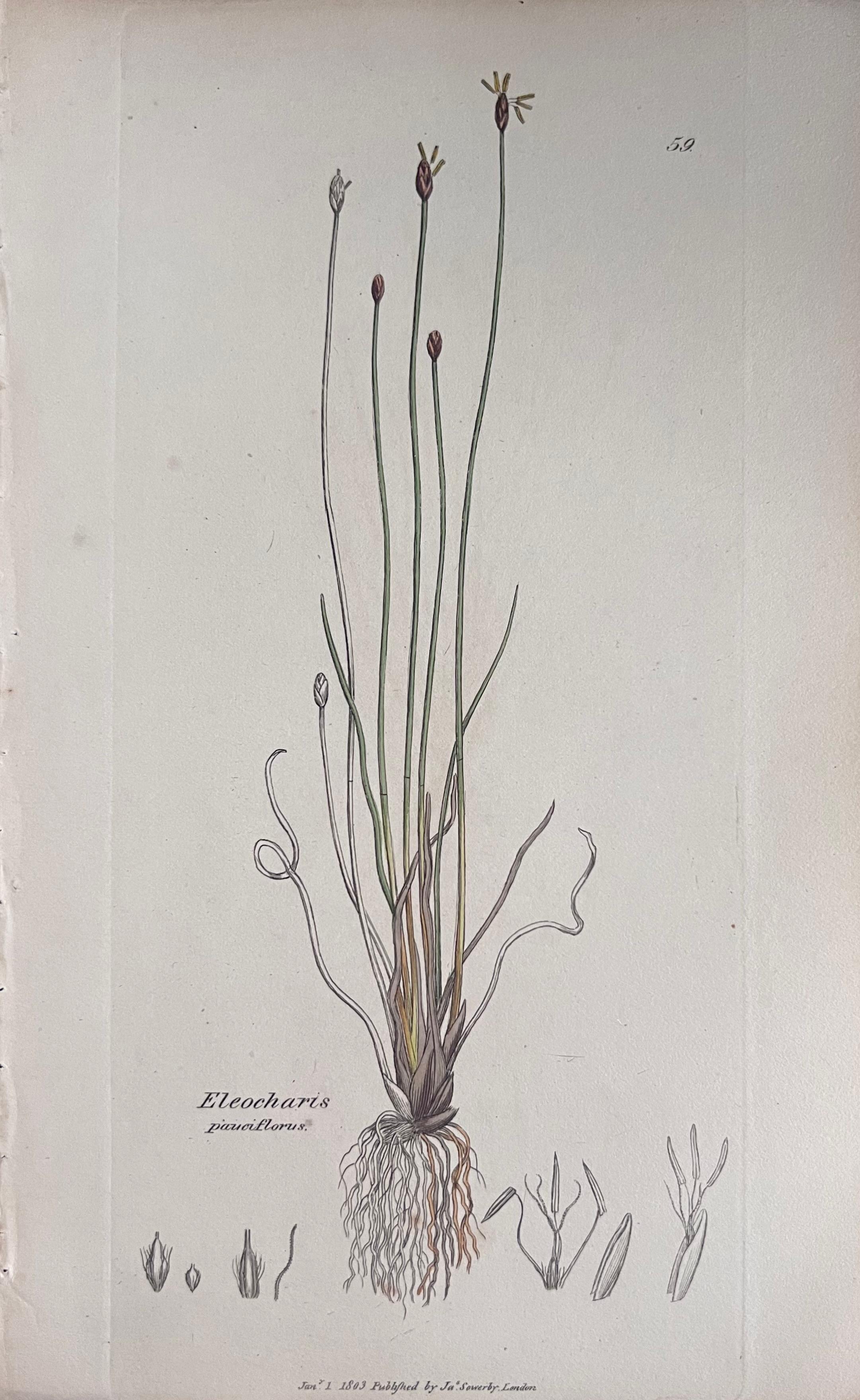 Set of Six Hand Coloured Botanical Prints/Lithographs and Engravings
Published by G. Ridgway, S. Curtis, W. Baxter and W. Fitch
Early Mid 19th Century
Size: image: 8.5 x 5.5 inches
Provenance: private collection, London.
Condition: The botanicals