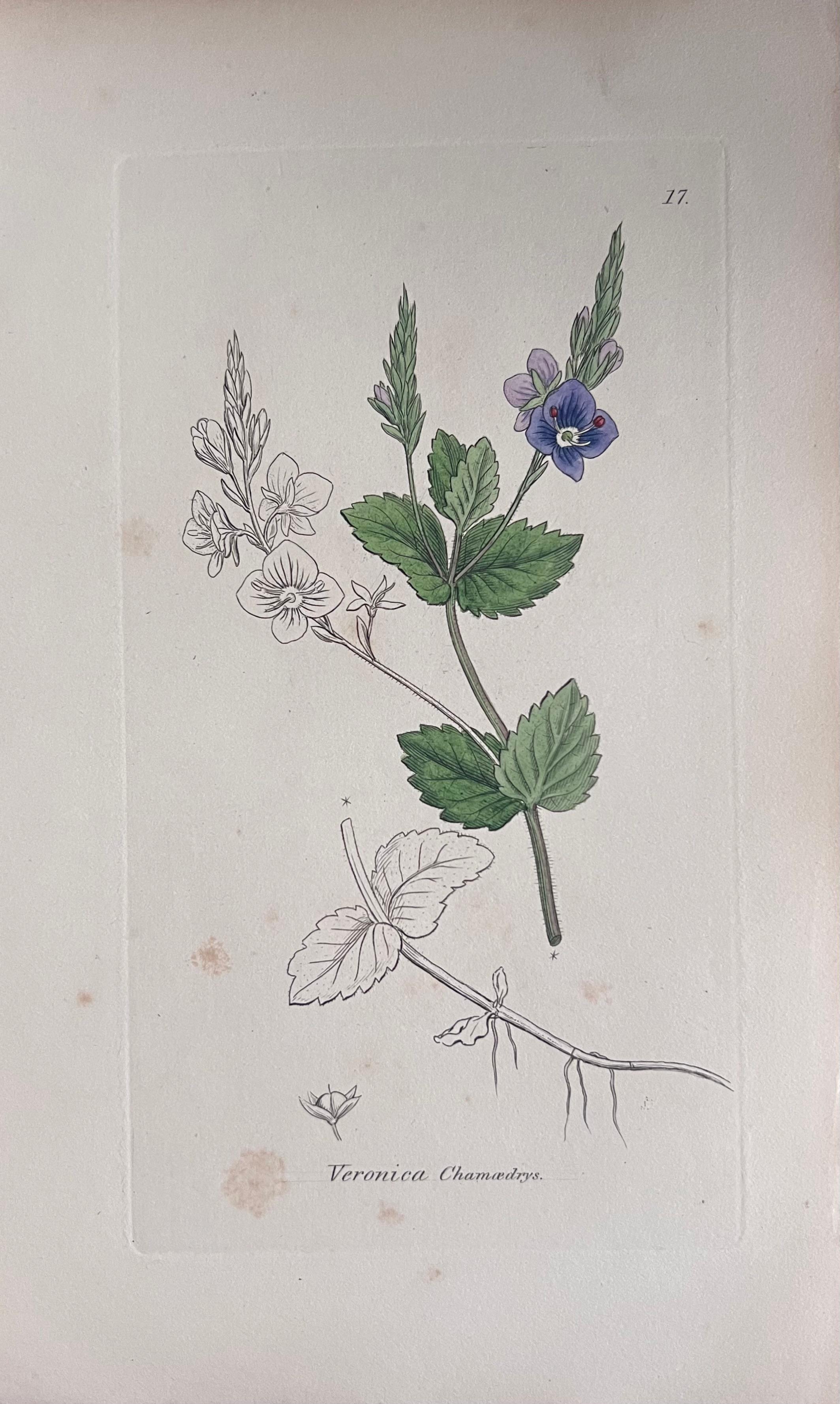 Set of Six Hand Coloured Botanical Prints/Lithographs and Engravings
Published by G. Ridgway, S. Curtis, W. Baxter and W. Fitch
Early Mid 19th Century
Size: image: 8.5 x 5.5 inches
Provenance: private collection, London.
Condition: The botanicals