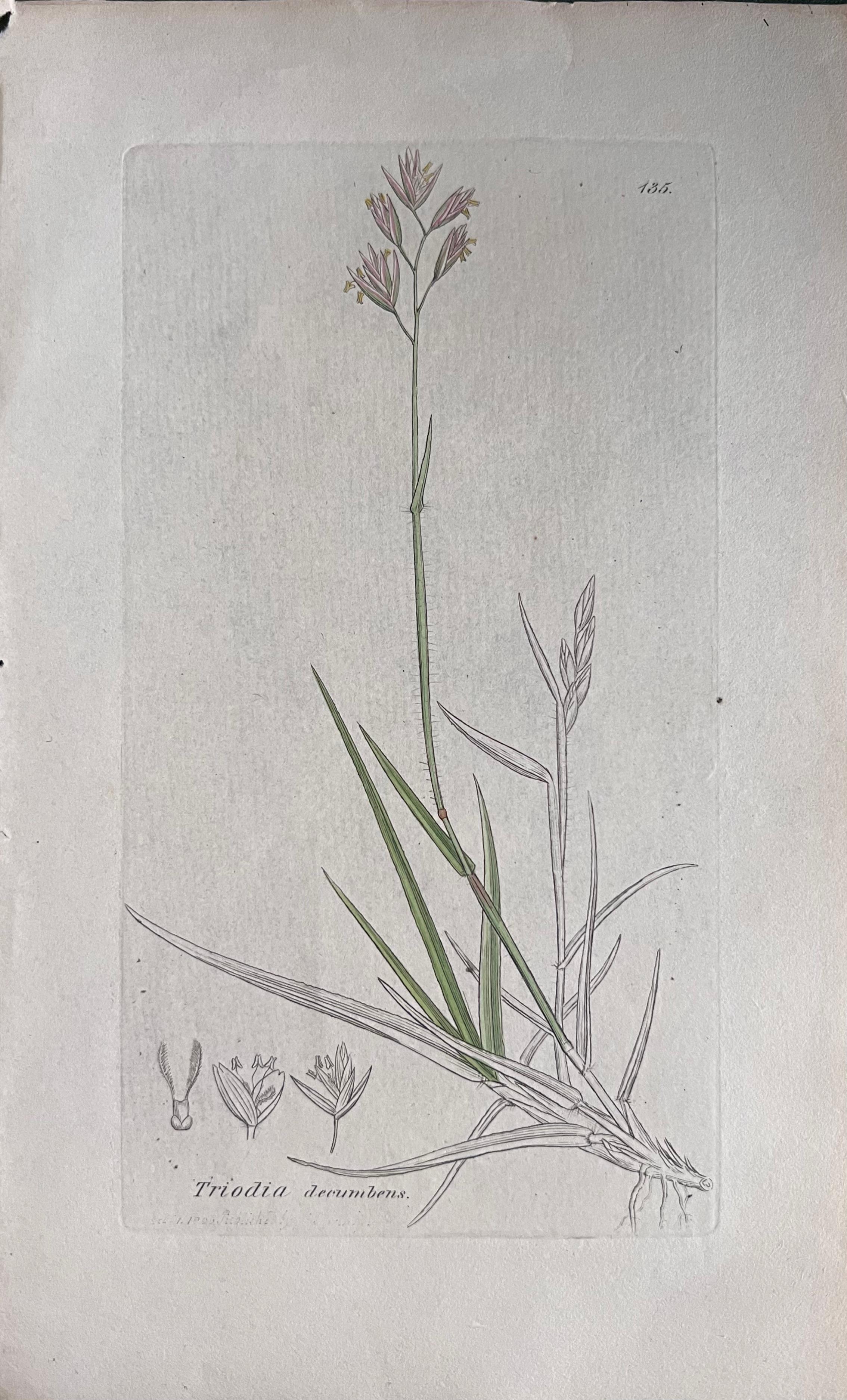 Set of Six Hand Coloured Botanical Prints/Lithographs and Engravings
Published by G. Ridgway, S. Curtis, W. Baxter and W. Fitch
Early Mid 19th Century
Size: image: 8.5 x 5.5 inches
Provenance: private collection, London.
Condition: The botanicals