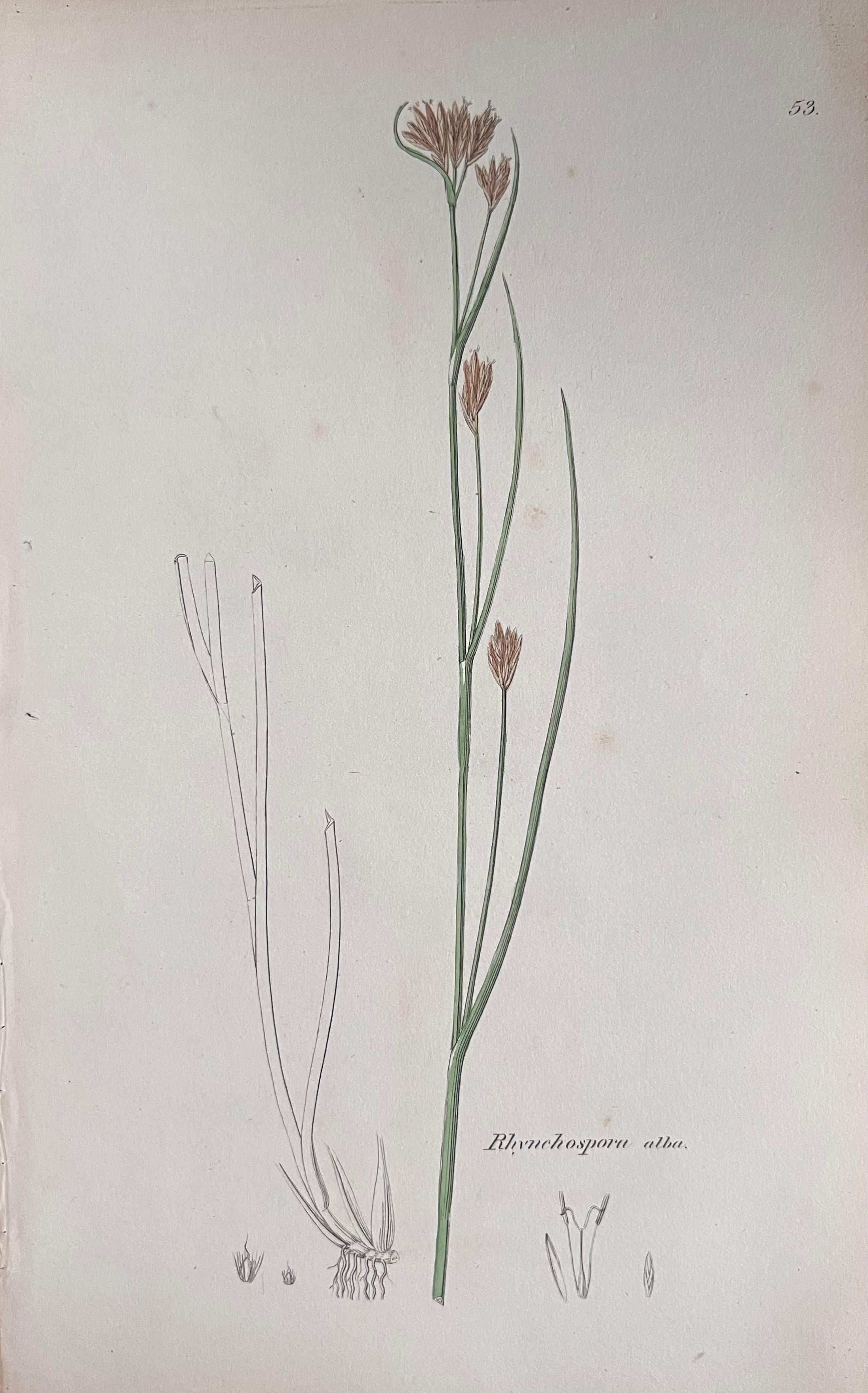Set of Six Hand Coloured Botanical Prints/Lithographs and Engravings
Published by G. Ridgway, S. Curtis, W. Baxter and W. Fitch
Early Mid 19th Century
Size: image: 8.5 x 5.5 inches
Provenance: private collection, London.
Condition: The botanicals