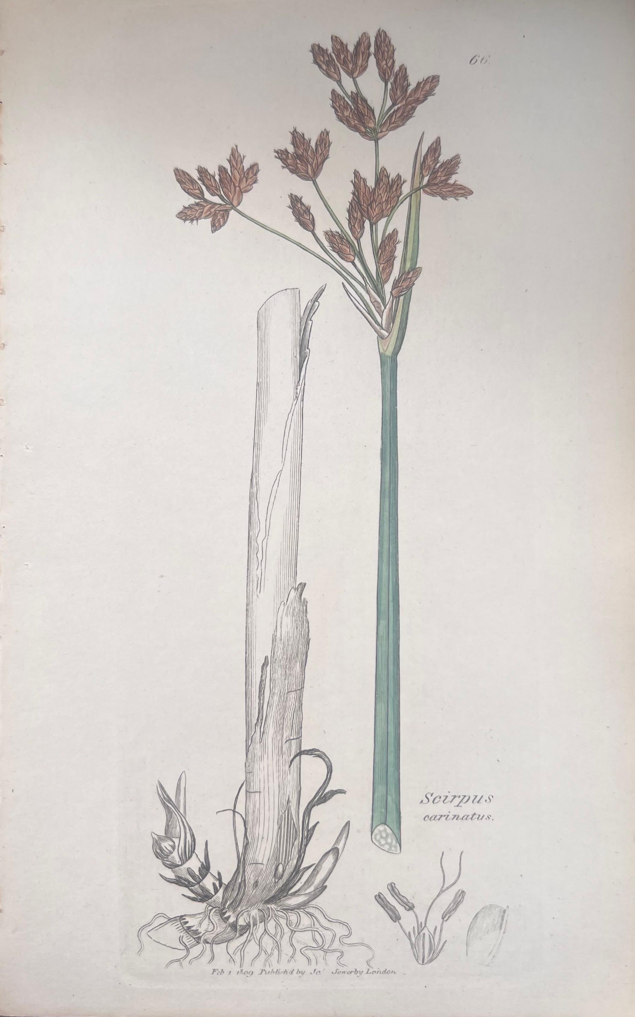 Set of Six Hand Coloured Botanical Prints/Lithographs and Engravings
Published by G. Ridgway, S. Curtis, W. Baxter and W. Fitch
Early Mid 19th Century
Size: image: 8.5 x 5.5 inches
Provenance: private collection, London.
Condition: The botanicals