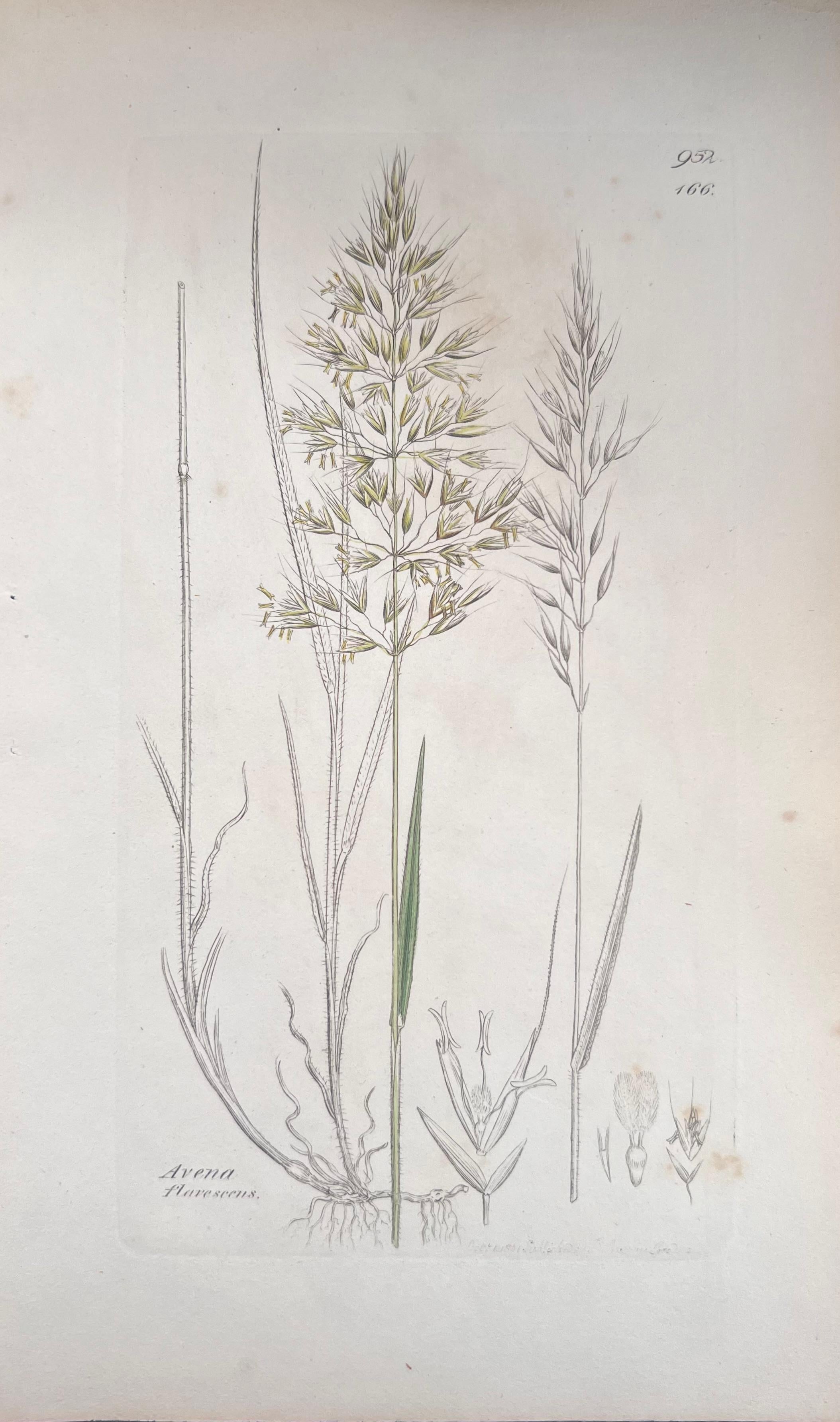 Set of Six Hand Coloured Botanical Prints/Lithographs and Engravings
Published by G. Ridgway, S. Curtis, W. Baxter and W. Fitch
Early Mid 19th Century
Size: image: 8.5 x 5.5 inches
Provenance: private collection, London.
Condition: The botanicals