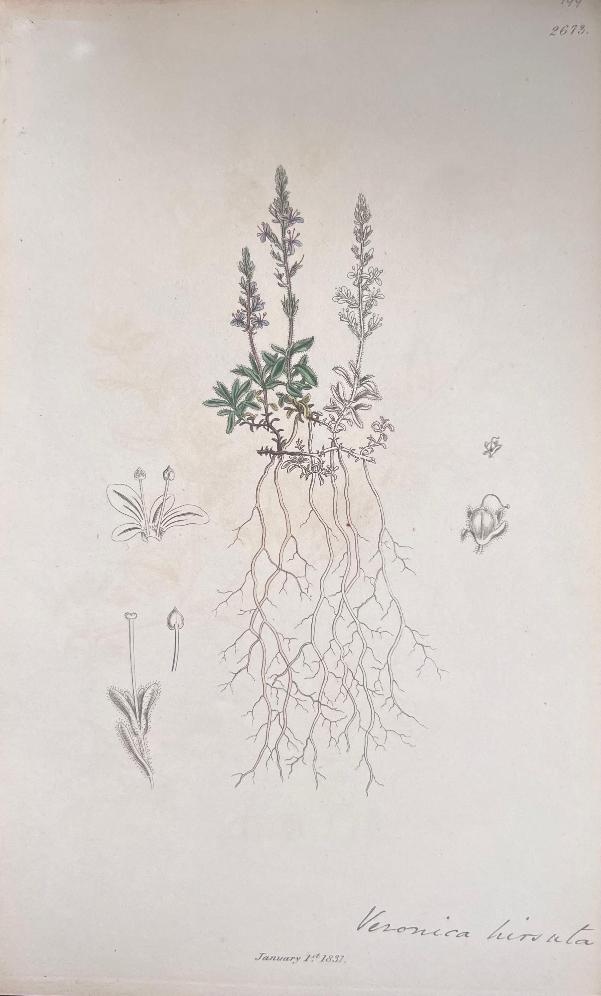 Set of Six Hand Coloured Botanical Prints/Lithographs and Engravings
Published by G. Ridgway, S. Curtis, W. Baxter and W. Fitch
Early Mid 19th Century
Size: image: 8.5 x 5.5 inches
Provenance: private collection, London.
Condition: The botanicals