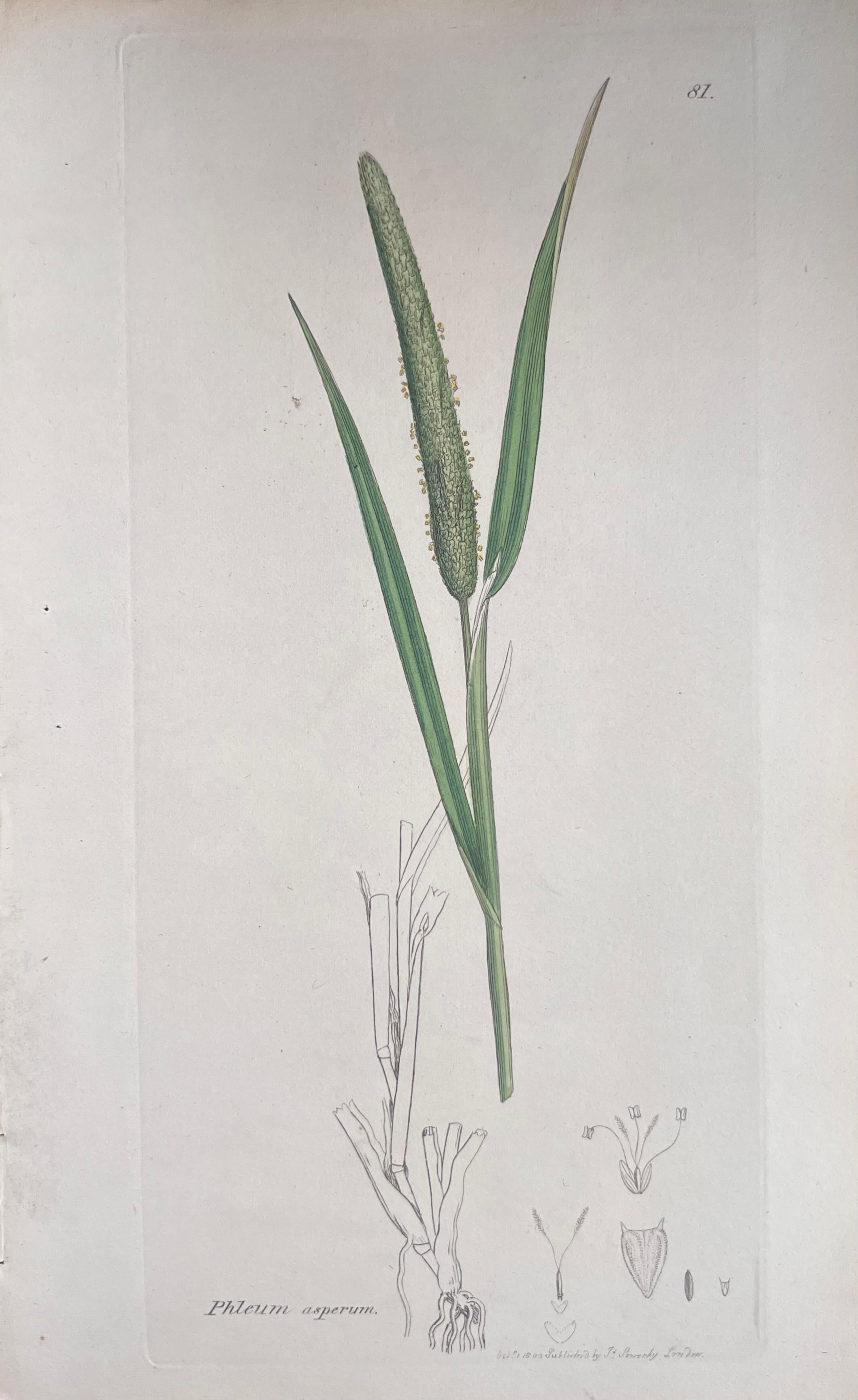 Set of Six Hand Coloured Botanical Prints/Lithographs and Engravings
Published by G. Ridgway, S. Curtis, W. Baxter and W. Fitch
Early Mid 19th Century
Size: image: 8.5 x 5.5 inches
Provenance: private collection, London.
Condition: The botanicals