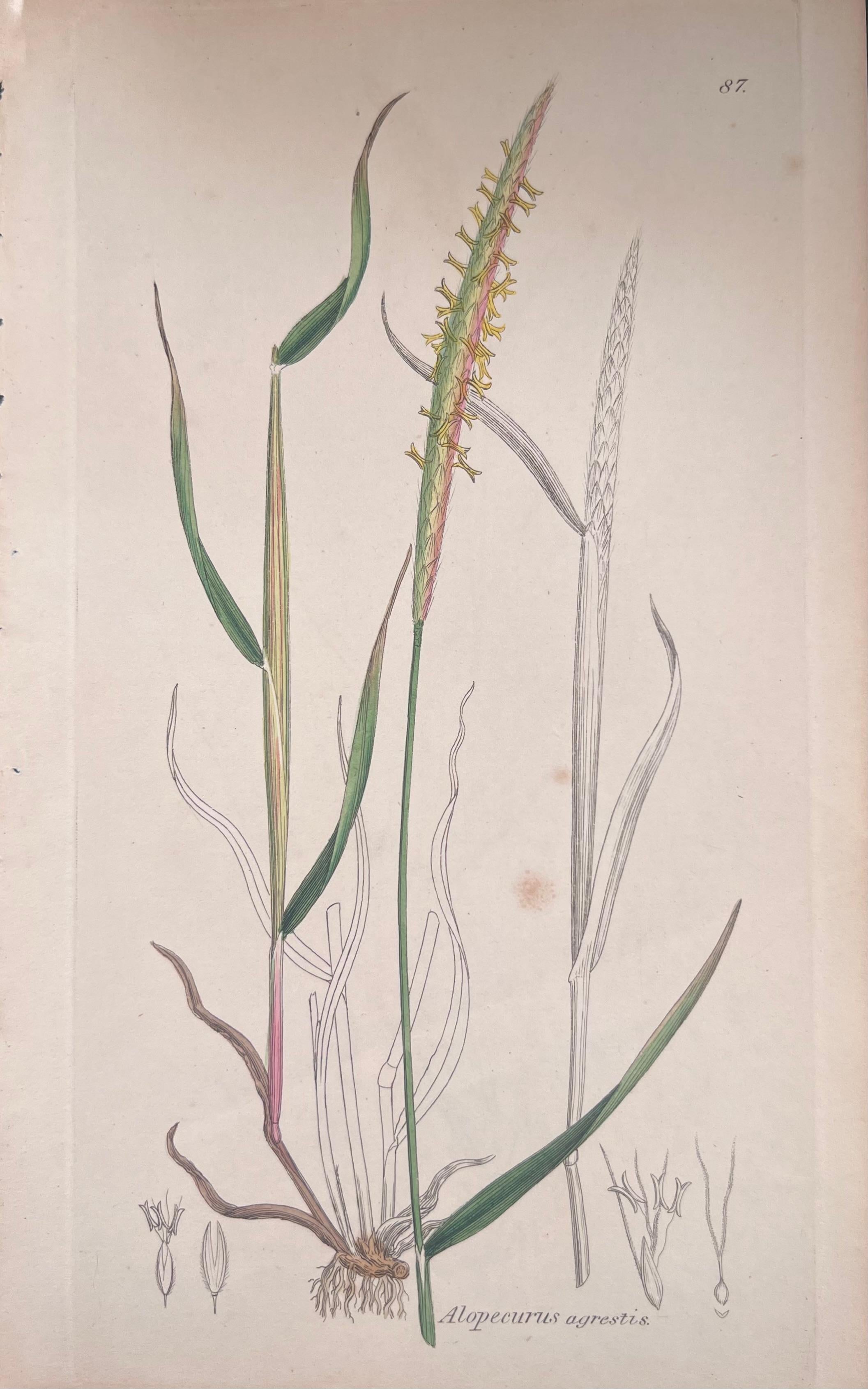 Set of Six Hand Coloured Botanical Prints/Lithographs and Engravings
Published by G. Ridgway, S. Curtis, W. Baxter and W. Fitch
Early Mid 19th Century
Size: image: 8.5 x 5.5 inches
Provenance: private collection, London.
Condition: The botanicals