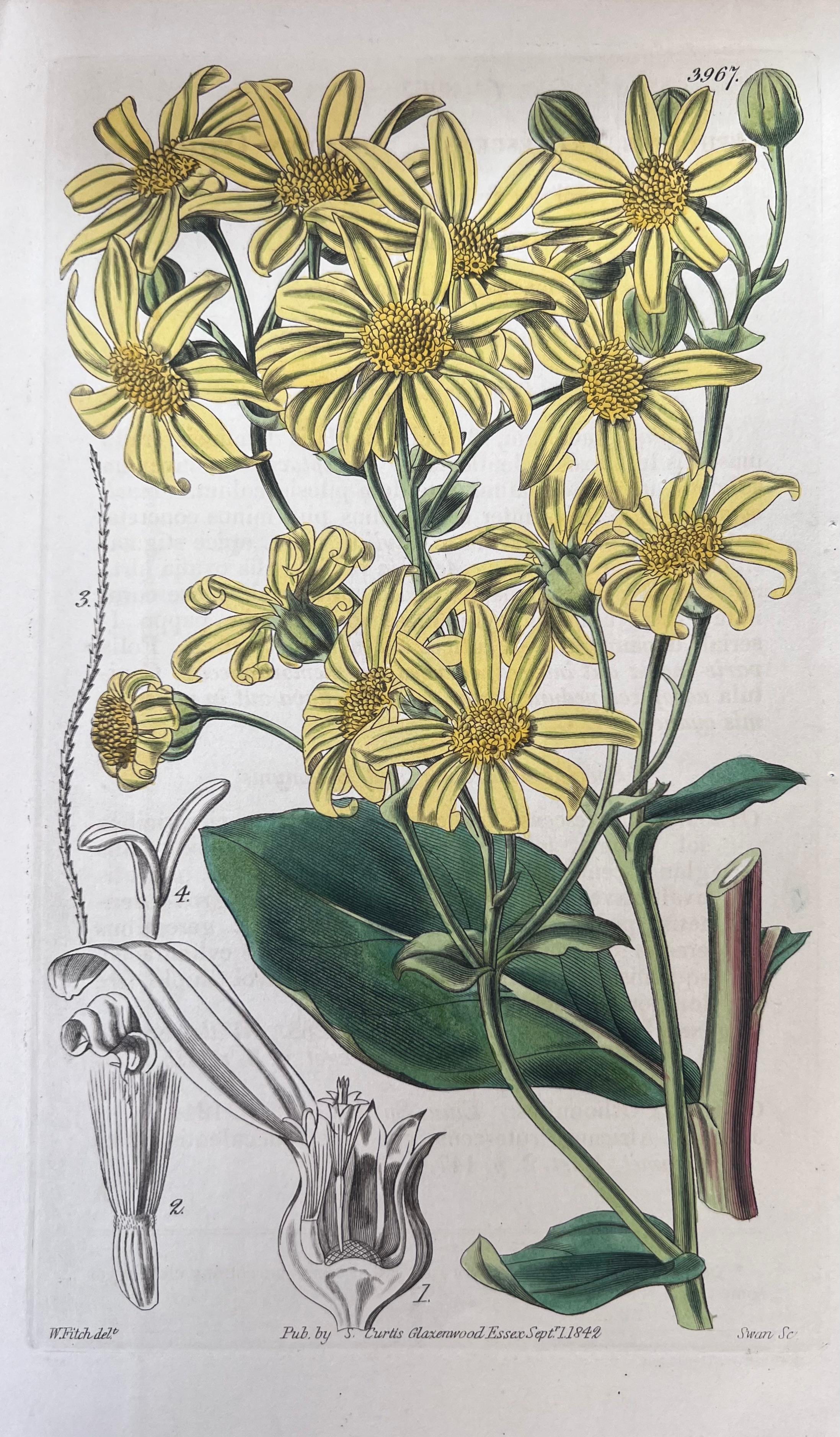Set of Six Hand Coloured Botanical Prints/Lithographs and Engravings
Published by G. Ridgway, S. Curtis, W. Baxter and W. Fitch
Early Mid 19th Century
Size: image: 8.5 x 5.5 inches
Provenance: private collection, London.
Condition: The botanicals
