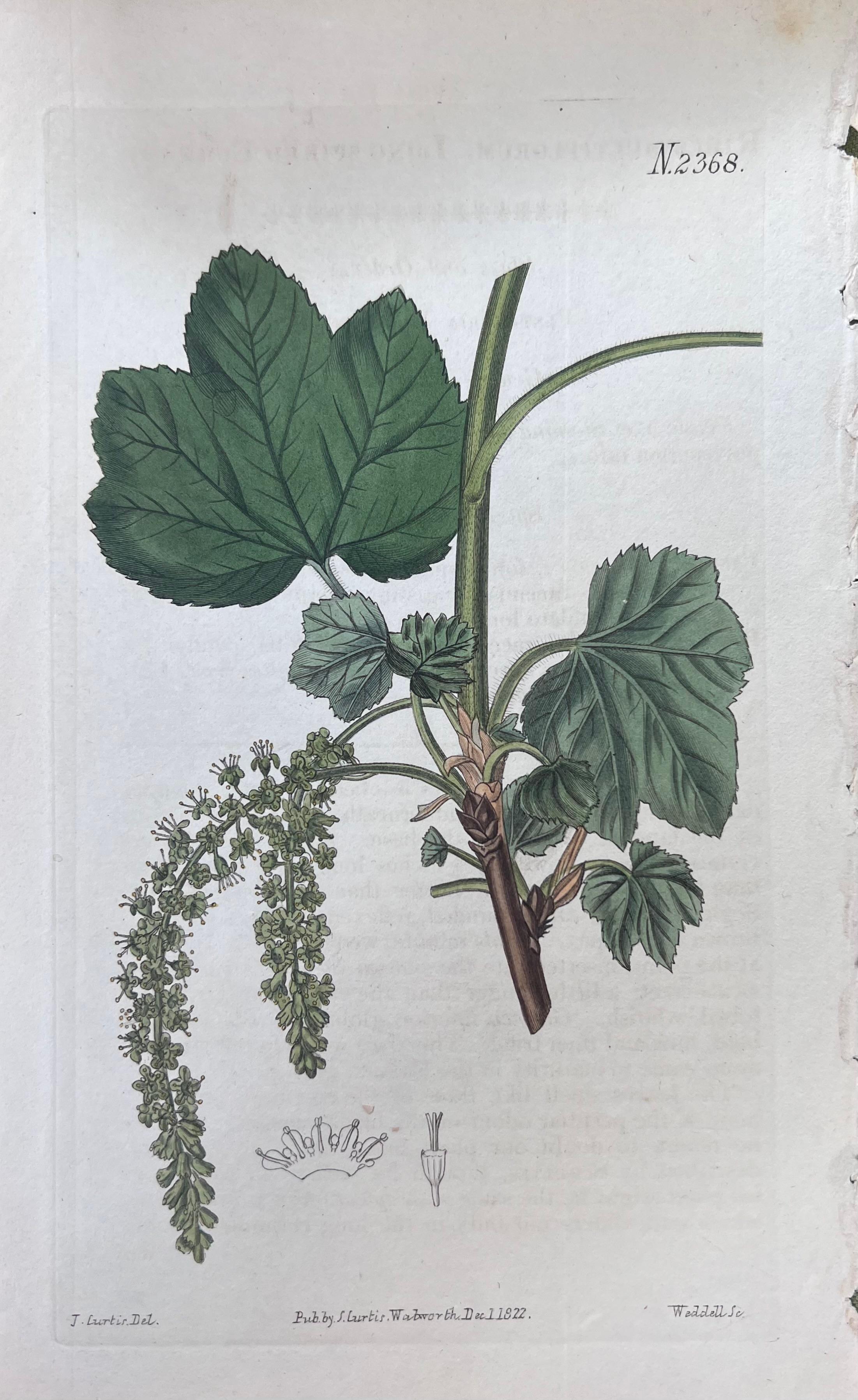 Set of Six Hand Coloured Botanical Prints/Lithographs and Engravings
Published by G. Ridgway, S. Curtis, W. Baxter and W. Fitch
Early Mid 19th Century
Size: image: 8.5 x 5.5 inches
Provenance: private collection, London.
Condition: The botanicals