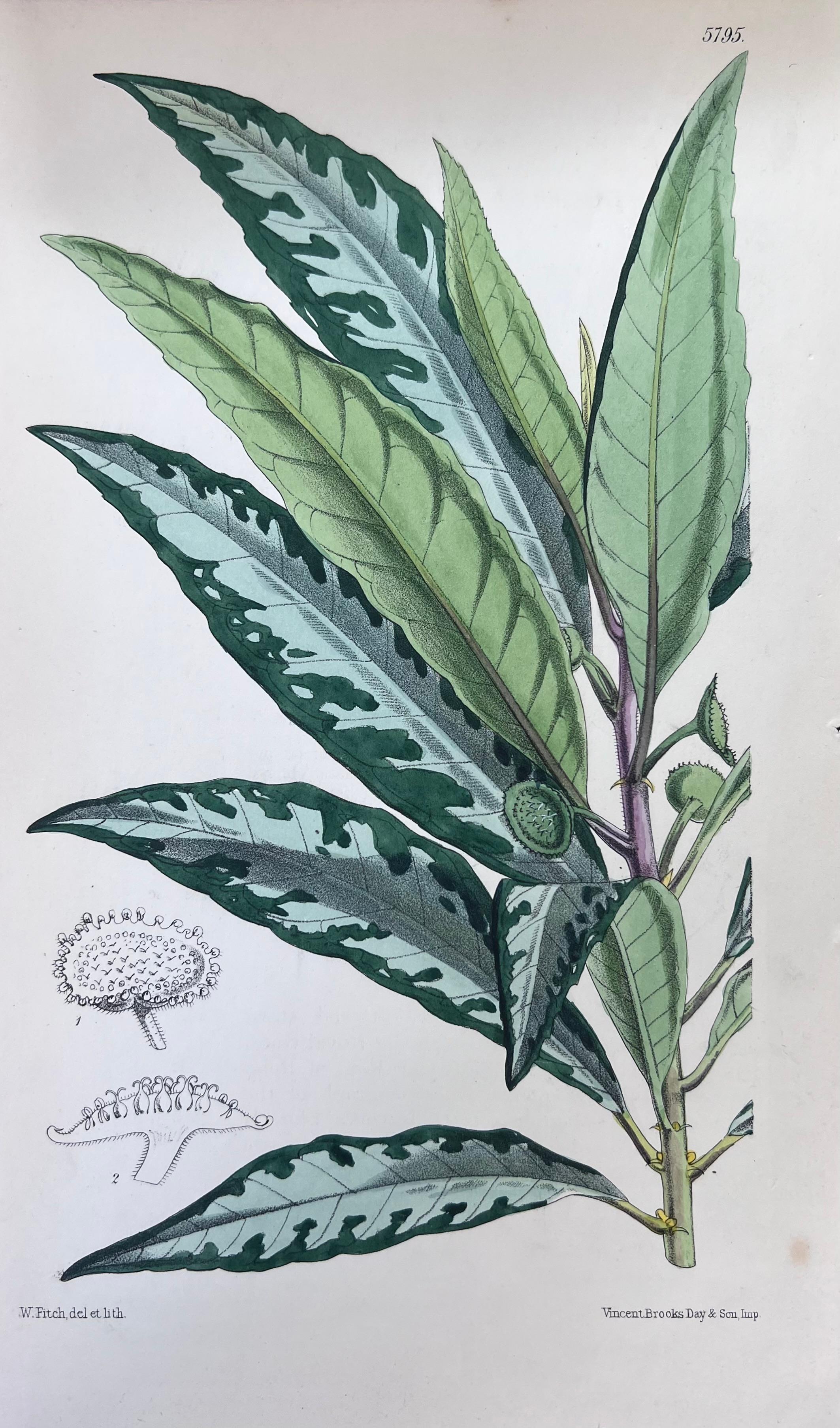 Set of Six Hand Coloured Botanical Prints/Lithographs and Engravings
Published by G. Ridgway, S. Curtis, W. Baxter and W. Fitch
Early Mid 19th Century
Size: image: 8.5 x 5.5 inches
Provenance: private collection, London.
Condition: The botanicals