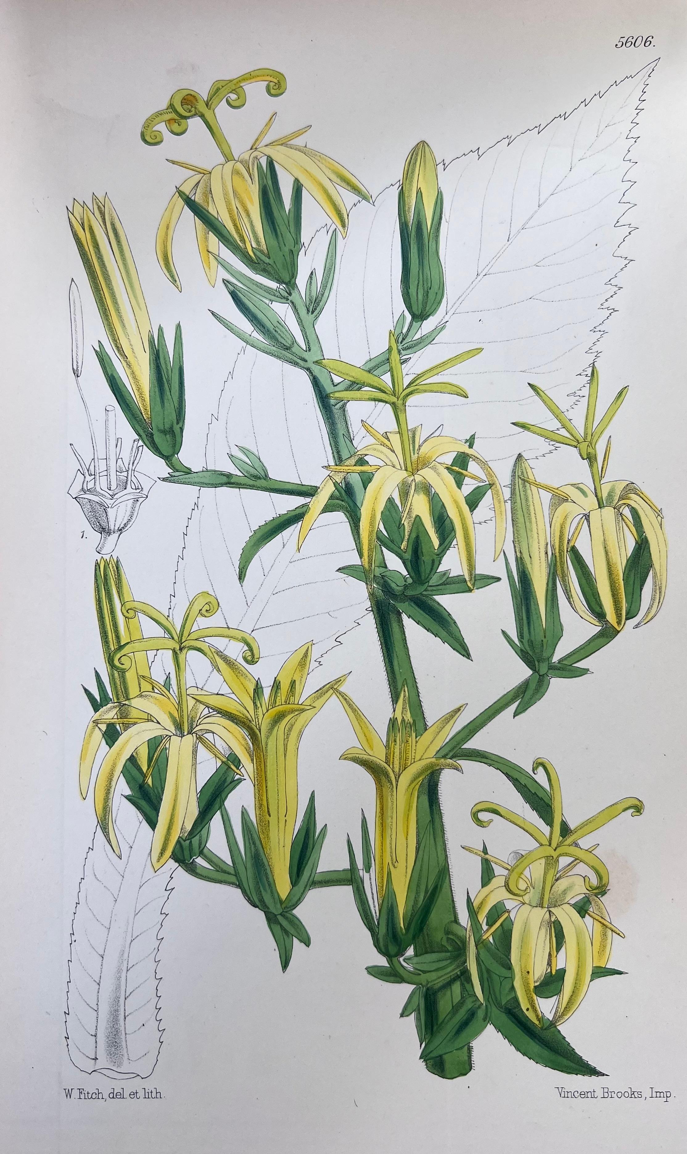 Set of Six Hand Coloured Botanical Prints/Lithographs and Engravings
Published by G. Ridgway, S. Curtis, W. Baxter and W. Fitch
Early Mid 19th Century
Size: image: 8.5 x 5.5 inches
Provenance: private collection, London.
Condition: The botanicals