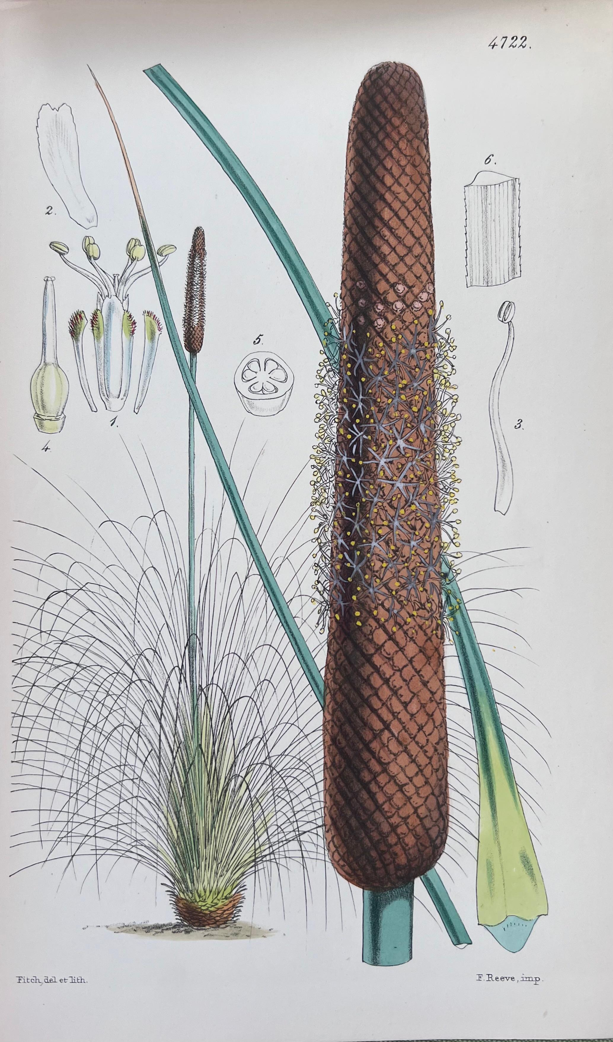 Set of Six Hand Coloured Botanical Prints/Lithographs and Engravings
Published by G. Ridgway, S. Curtis, W. Baxter and W. Fitch
Early Mid 19th Century
Size: image: 8.5 x 5.5 inches
Provenance: private collection, London.
Condition: The botanicals