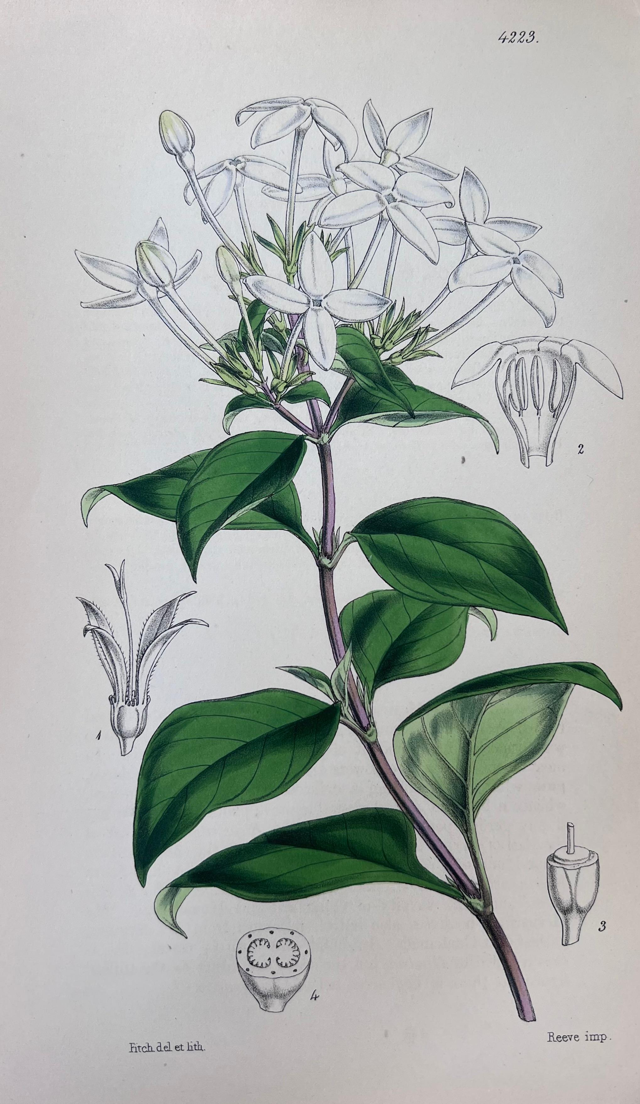 Set of Six Hand Coloured Botanical Prints/Lithographs and Engravings
Published by G. Ridgway, S. Curtis, W. Baxter and W. Fitch
Early Mid 19th Century
Size: image: 8.5 x 5.5 inches
Provenance: private collection, London.
Condition: The botanicals