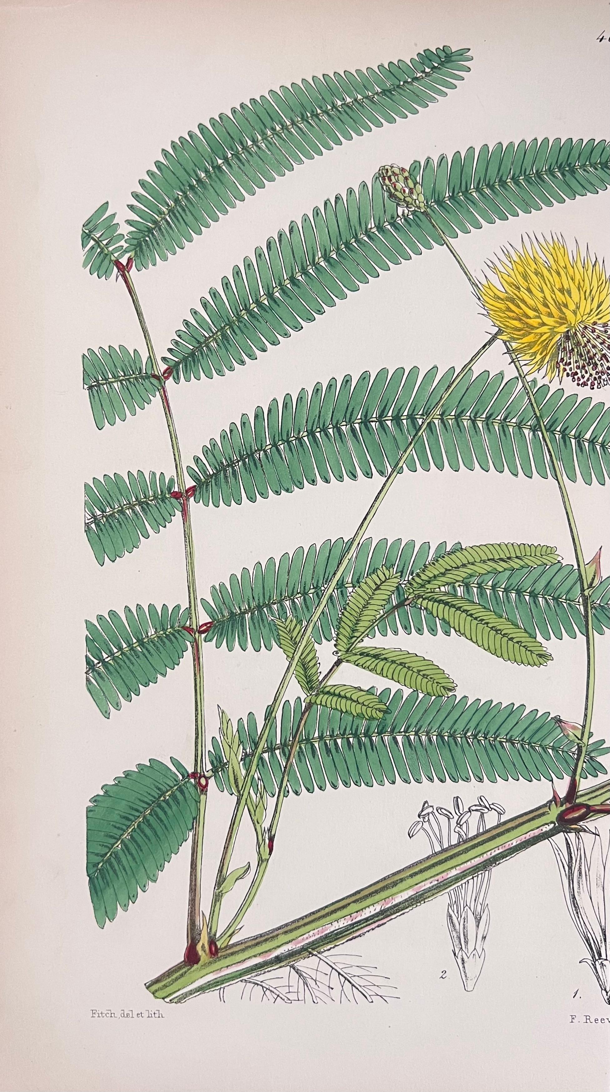Satz von sechs feinen antiken britischen handkolorierten botanischen Drucken, um 1900 (Art déco), Print, von Unknown