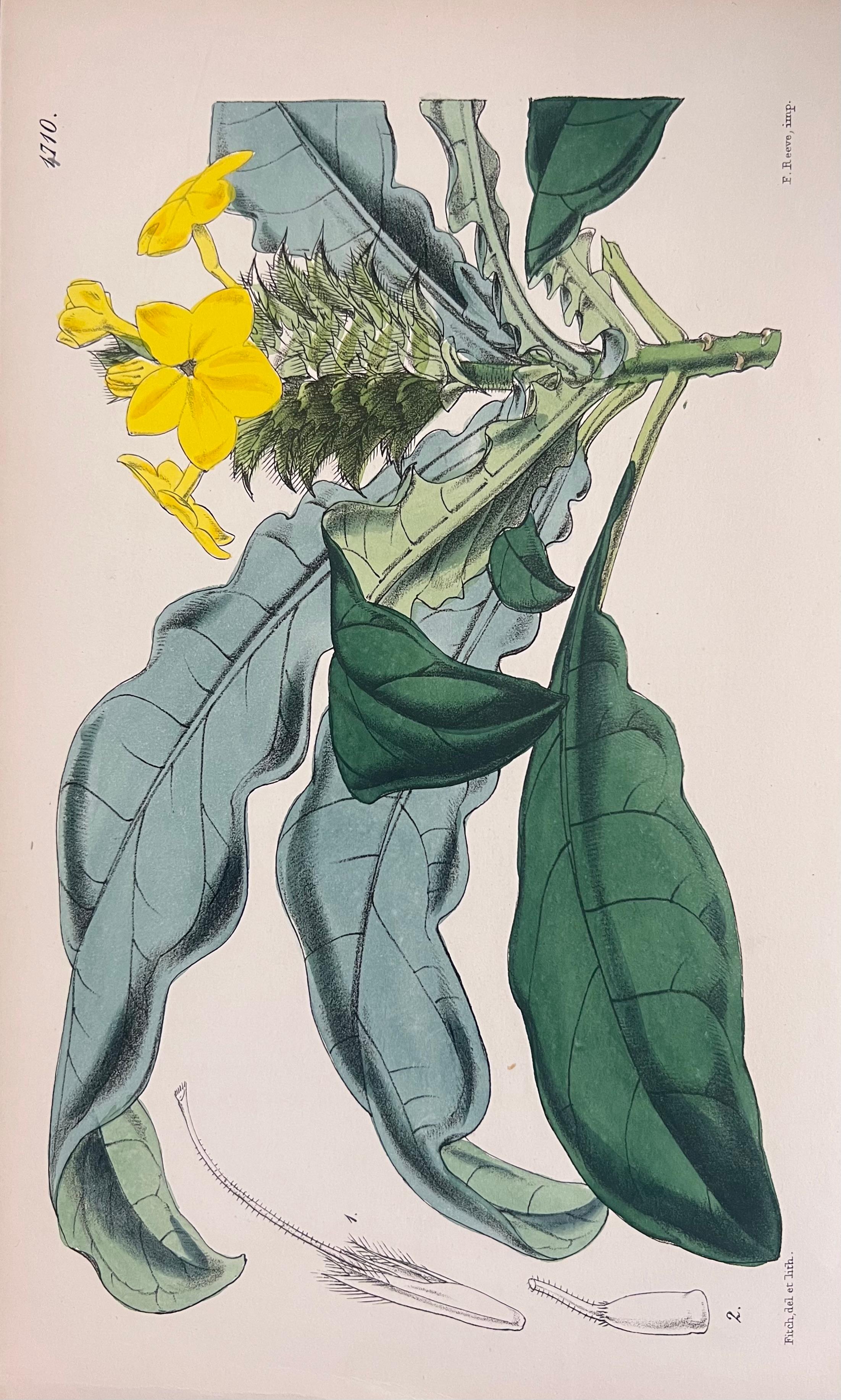 Set of Six Hand Coloured Botanical Prints/Lithographs and Engravings
Published by G. Ridgway, S. Curtis, W. Baxter and W. Fitch
Early Mid 19th Century
Size: image: 8.5 x 5.5 inches
Provenance: private collection, London.
Condition: The botanicals