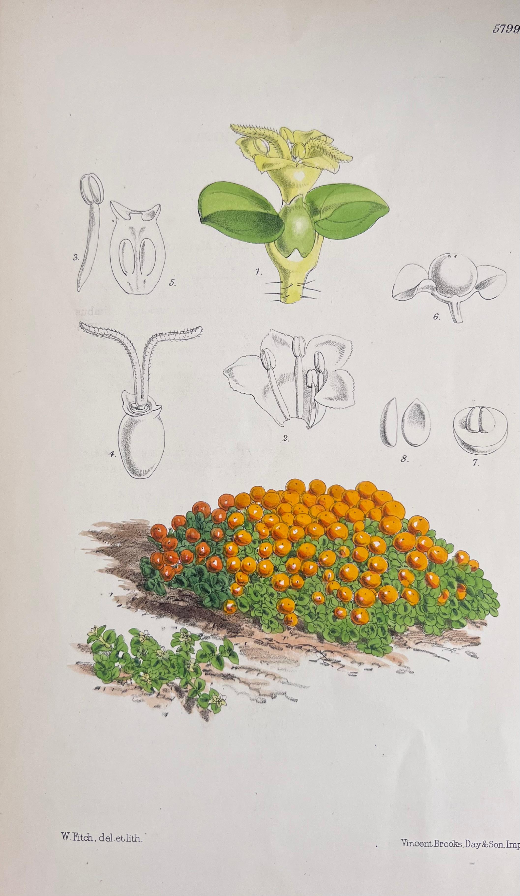 Set of Six Hand Coloured Botanical Prints/Lithographs and Engravings
Published by G. Ridgway, S. Curtis, W. Baxter and W. Fitch
Early Mid 19th Century
Size: image: 8.5 x 5.5 inches
Provenance: private collection, London.
Condition: The botanicals