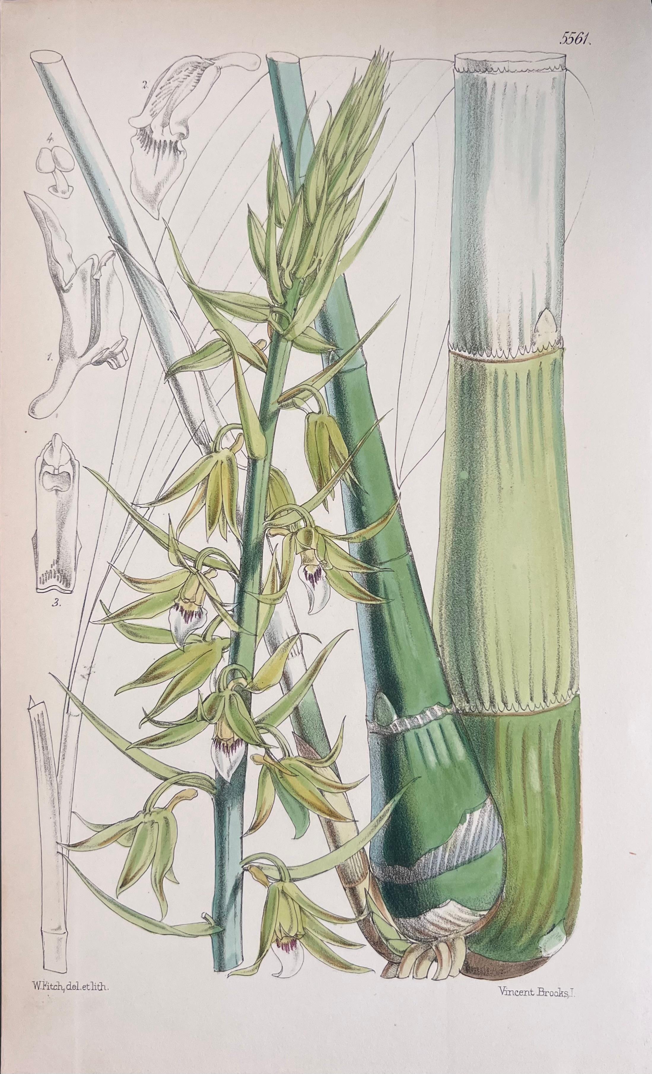 Set of Six Hand Coloured Botanical Prints/Lithographs and Engravings
Published by G. Ridgway, S. Curtis, W. Baxter and W. Fitch
Early Mid 19th Century
Size: image: 8.5 x 5.5 inches
Provenance: private collection, London.
Condition: The botanicals