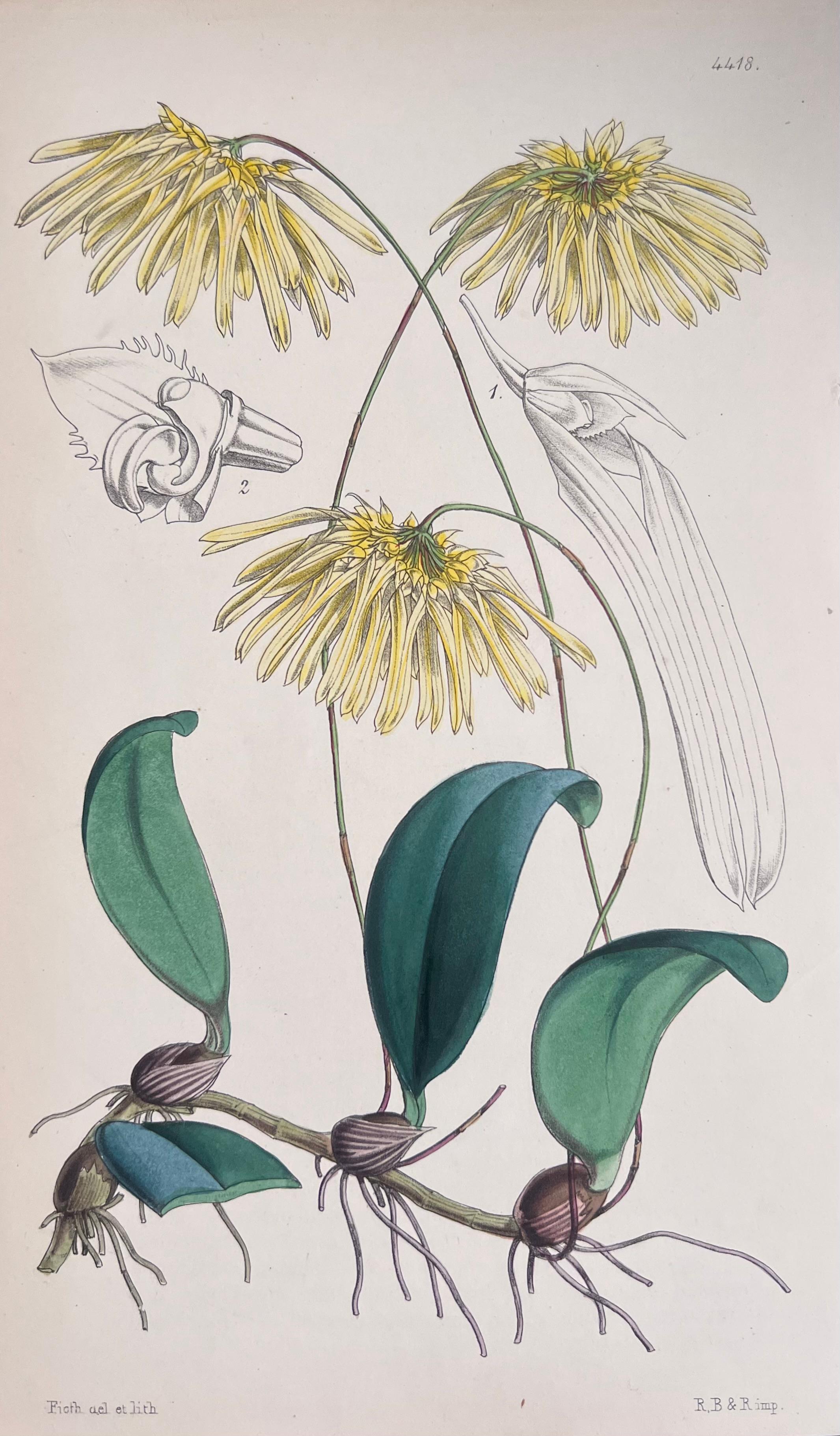 Set of Six Hand Coloured Botanical Prints/Lithographs and Engravings
Published by G. Ridgway, S. Curtis, W. Baxter and W. Fitch
Early Mid 19th Century
Size: image: 8.5 x 5.5 inches
Provenance: private collection, London.
Condition: The botanicals