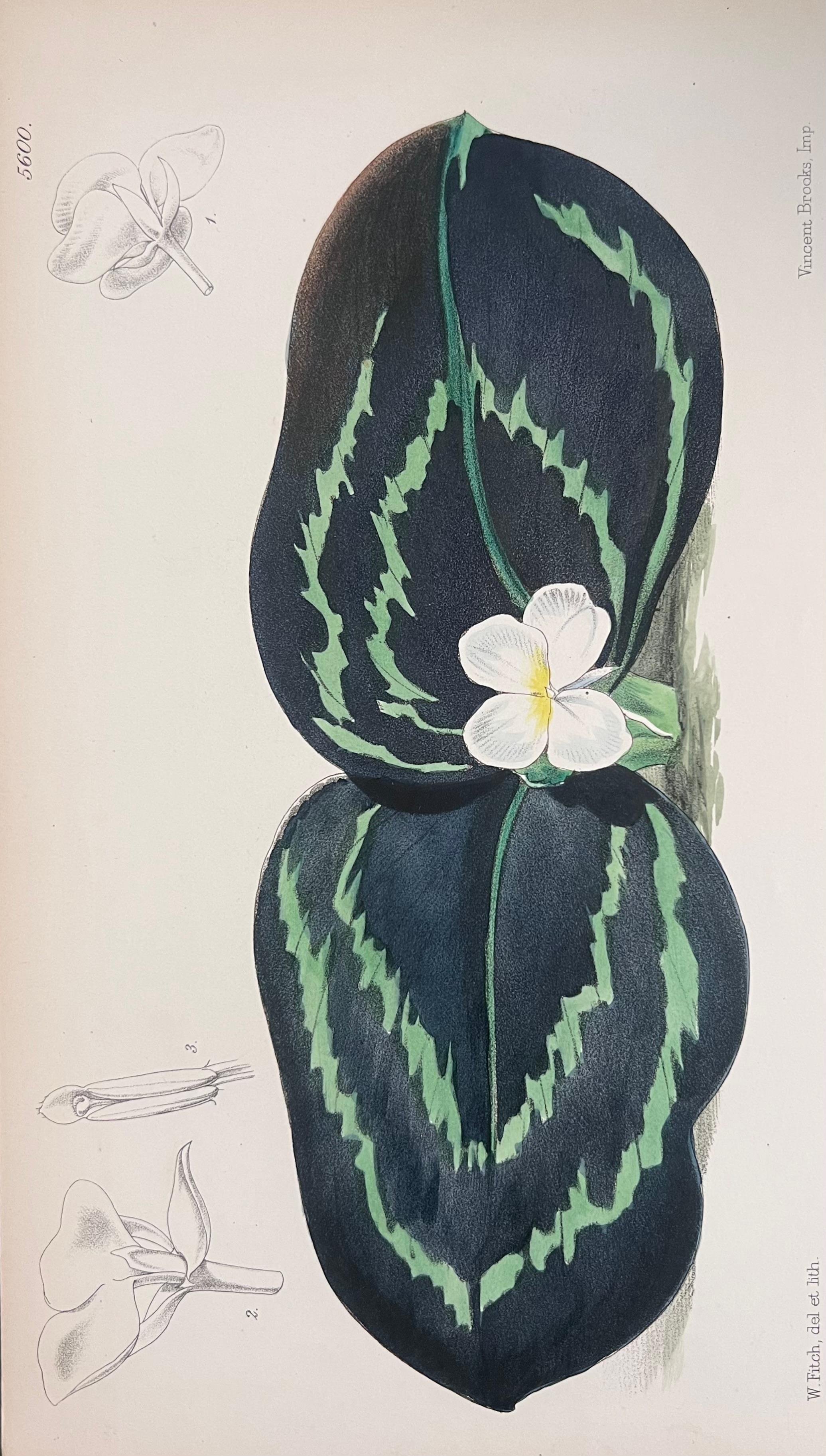 Set of Six Hand Coloured Botanical Prints/Lithographs and Engravings
Published by G. Ridgway, S. Curtis, W. Baxter and W. Fitch
Early Mid 19th Century
Size: image: 8.5 x 5.5 inches
Provenance: private collection, London.
Condition: The botanicals