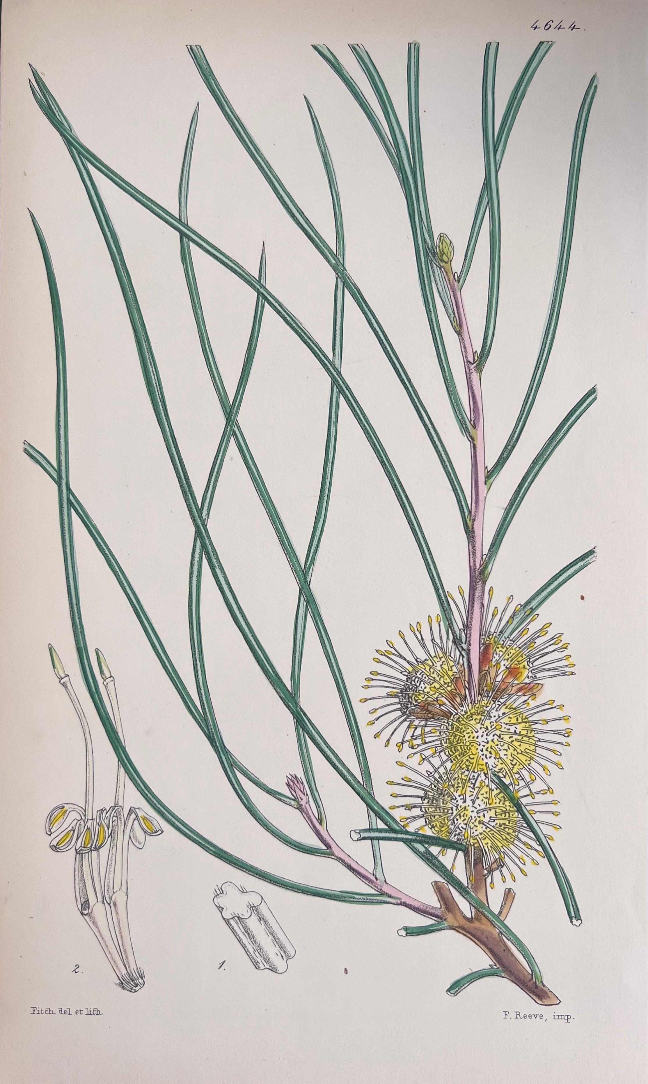 Set of Six Hand Coloured Botanical Prints/Lithographs and Engravings
Published by G. Ridgway, S. Curtis, W. Baxter and W. Fitch
Early Mid 19th Century
Size: image: 8.5 x 5.5 inches
Provenance: private collection, London.
Condition: The botanicals