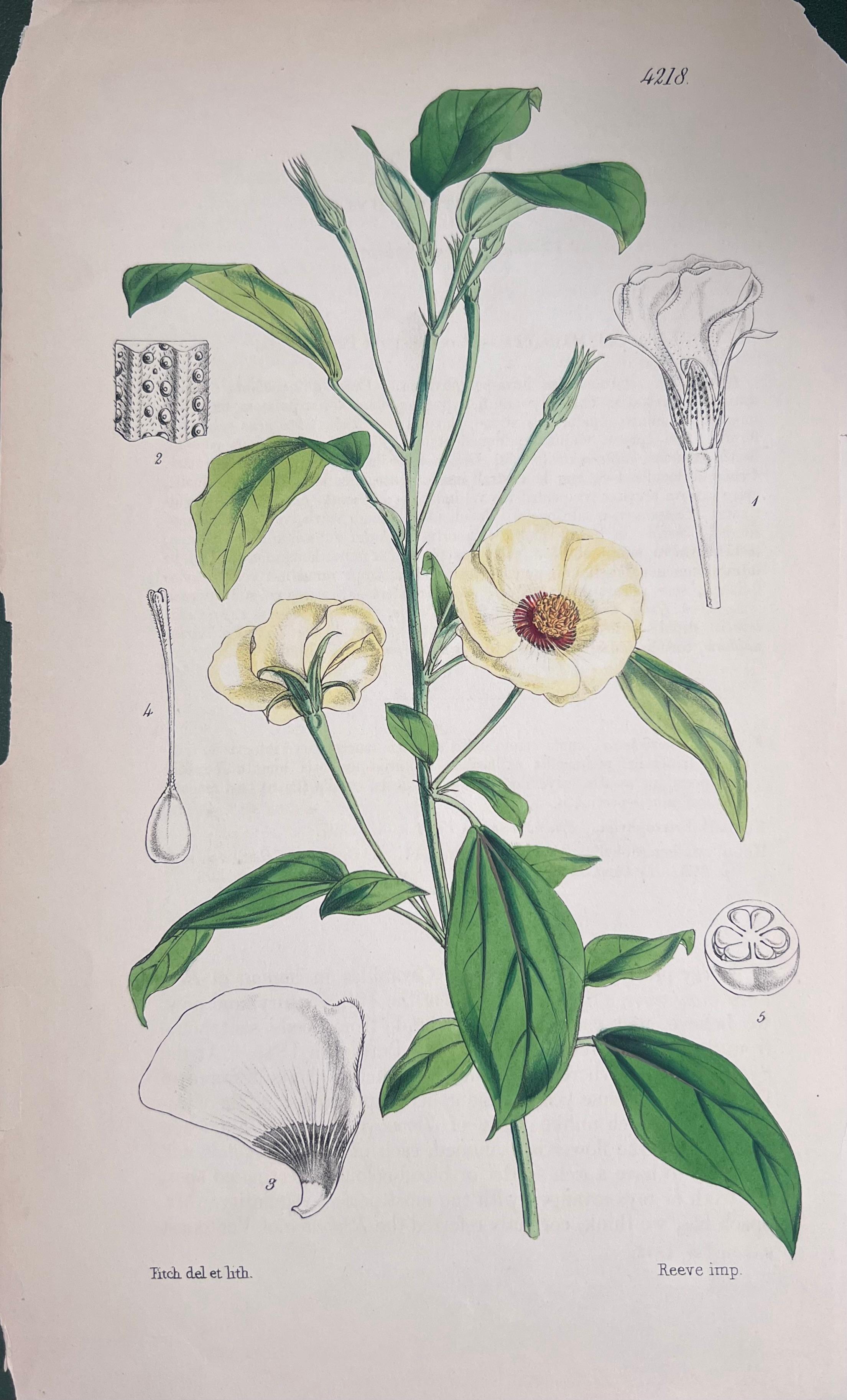 Set of Six Hand Coloured Botanical Prints/Lithographs and Engravings
Published by G. Ridgway, S. Curtis, W. Baxter and W. Fitch
Early Mid 19th Century
Size: image: 8.5 x 5.5 inches
Provenance: private collection, London.
Condition: The botanicals
