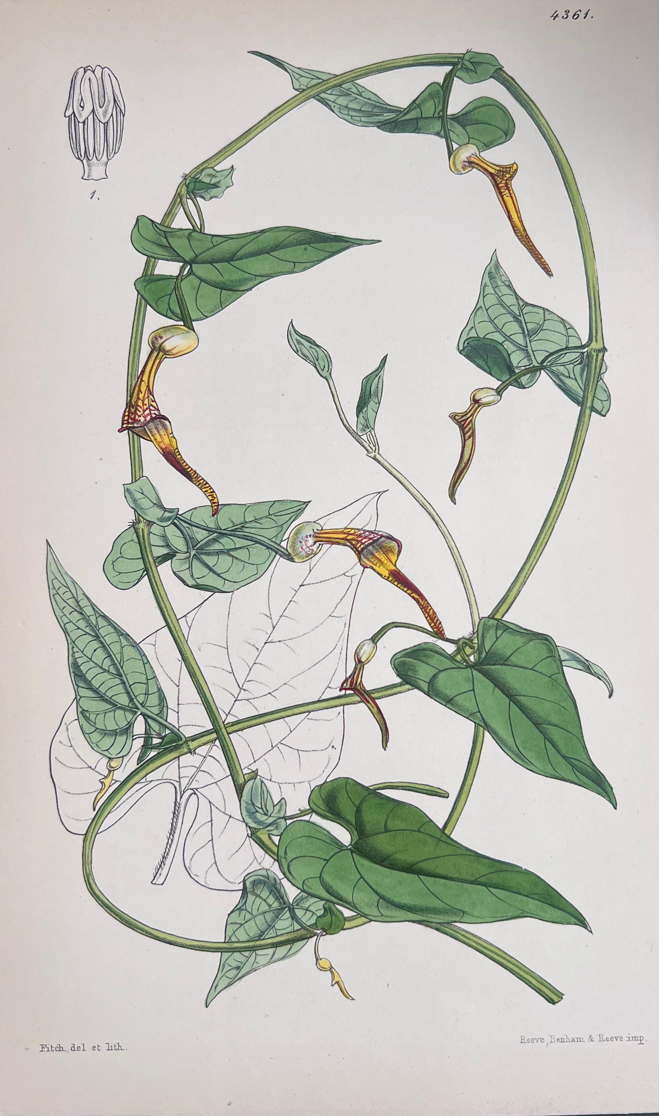 Satz von sechs handkolorierten botanischen Drucken/Lithographien und Stichen
Herausgegeben von G. Ridgway, S. Curtis, W. Baxter und W. Fitch
Anfang/Mitte 19. Jahrhundert
Größe: Bild: 8,5 x 5,5 Zoll
Provenienz: Privatsammlung, London.
Zustand: Die
