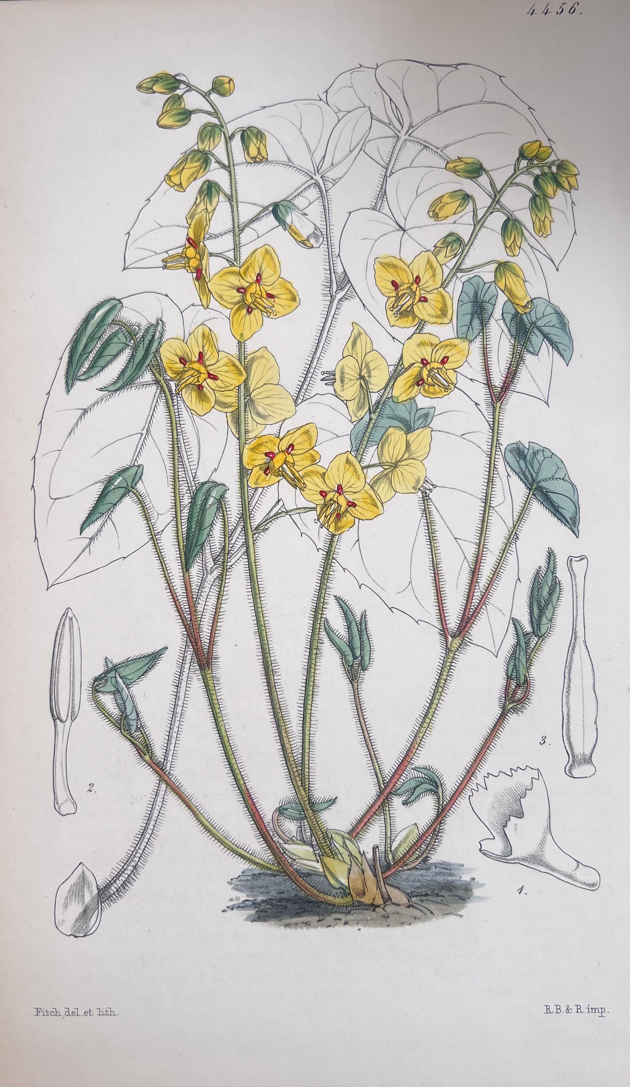 Satz von sechs feinen antiken britischen handkolorierten botanischen Drucken, um 1900 (Art déco), Print, von Unknown