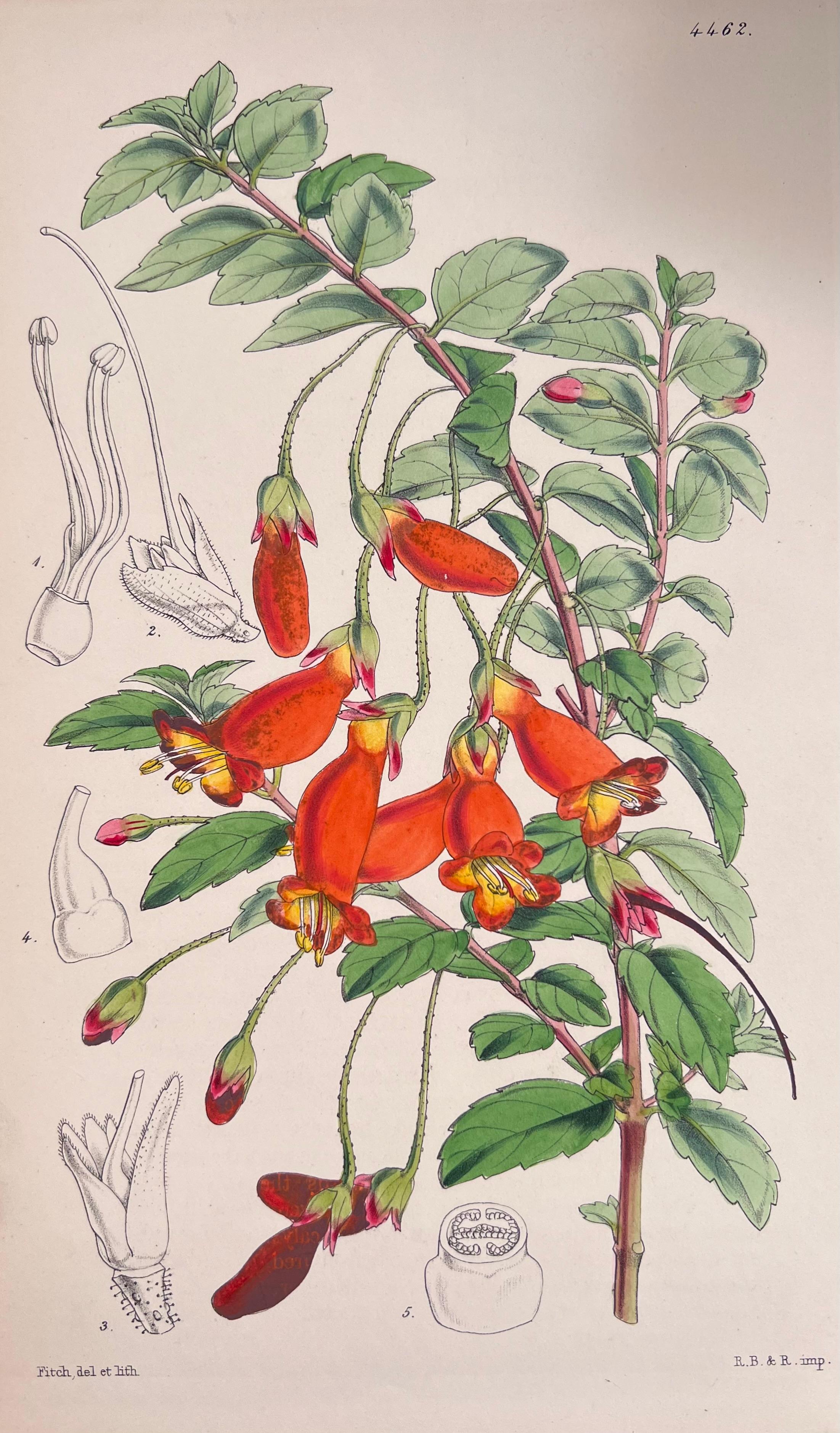 Satz von sechs feinen antiken britischen handkolorierten botanischen Drucken, um 1900 (Art déco), Print, von Unknown