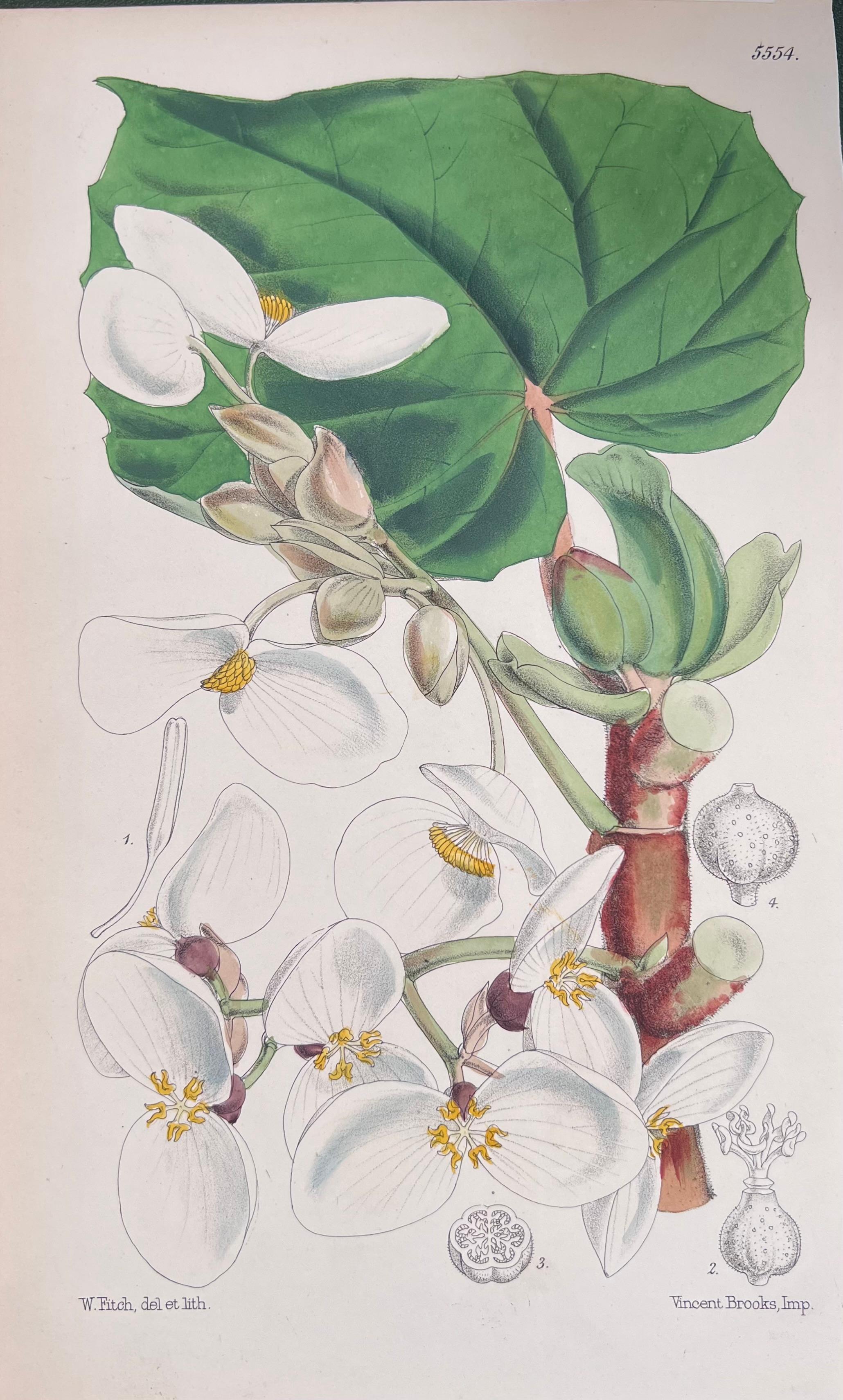 Set of Six Hand Coloured Botanical Prints/Lithographs and Engravings
Published by G. Ridgway, S. Curtis, W. Baxter and W. Fitch
Early Mid 19th Century
Size: image: 8.5 x 5.5 inches
Provenance: private collection, London.
Condition: The botanicals