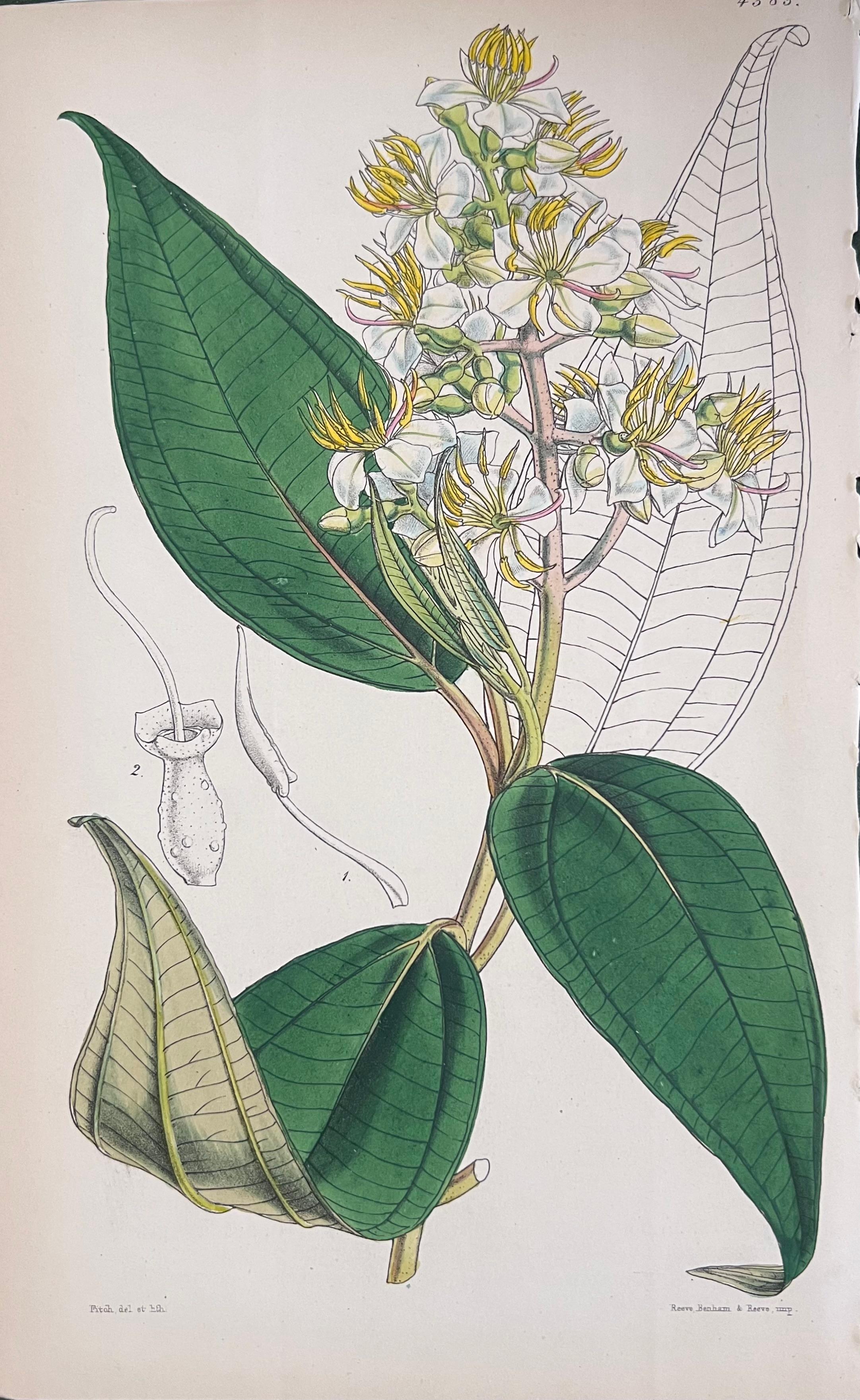 Satz von sechs handkolorierten botanischen Drucken/Lithographien und Stichen
Herausgegeben von G. Ridgway, S. Curtis, W. Baxter und W. Fitch
Anfang/Mitte 19. Jahrhundert
Größe: Bild: 8,5 x 5,5 Zoll
Provenienz: Privatsammlung, London.
Zustand: Die