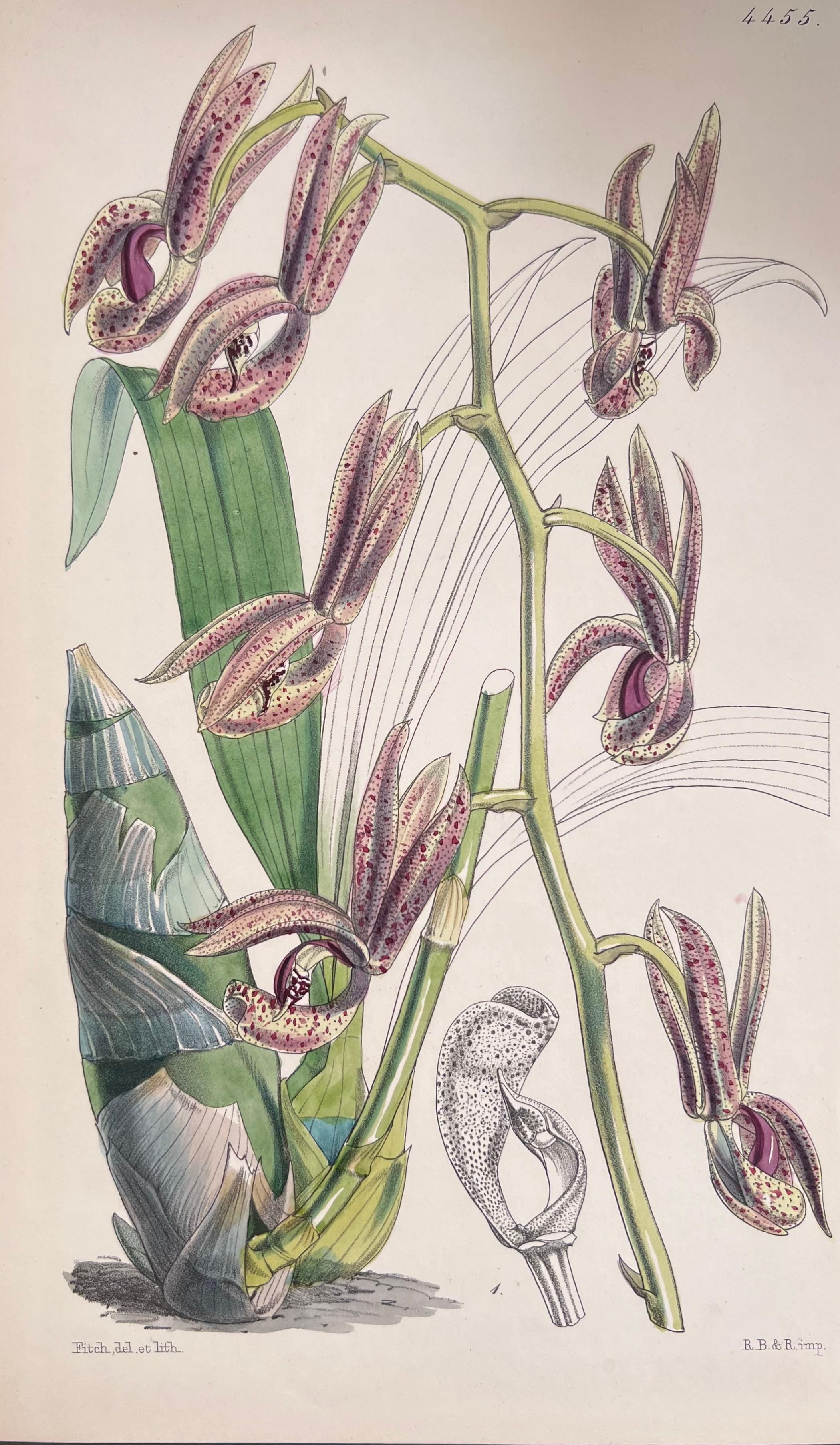 Satz von sechs handkolorierten botanischen Drucken/Lithographien und Stichen
Herausgegeben von G. Ridgway, S. Curtis, W. Baxter und W. Fitch
Anfang/Mitte 19. Jahrhundert
Größe: Bild: 8,5 x 5,5 Zoll
Provenienz: Privatsammlung, London.
Zustand: Die