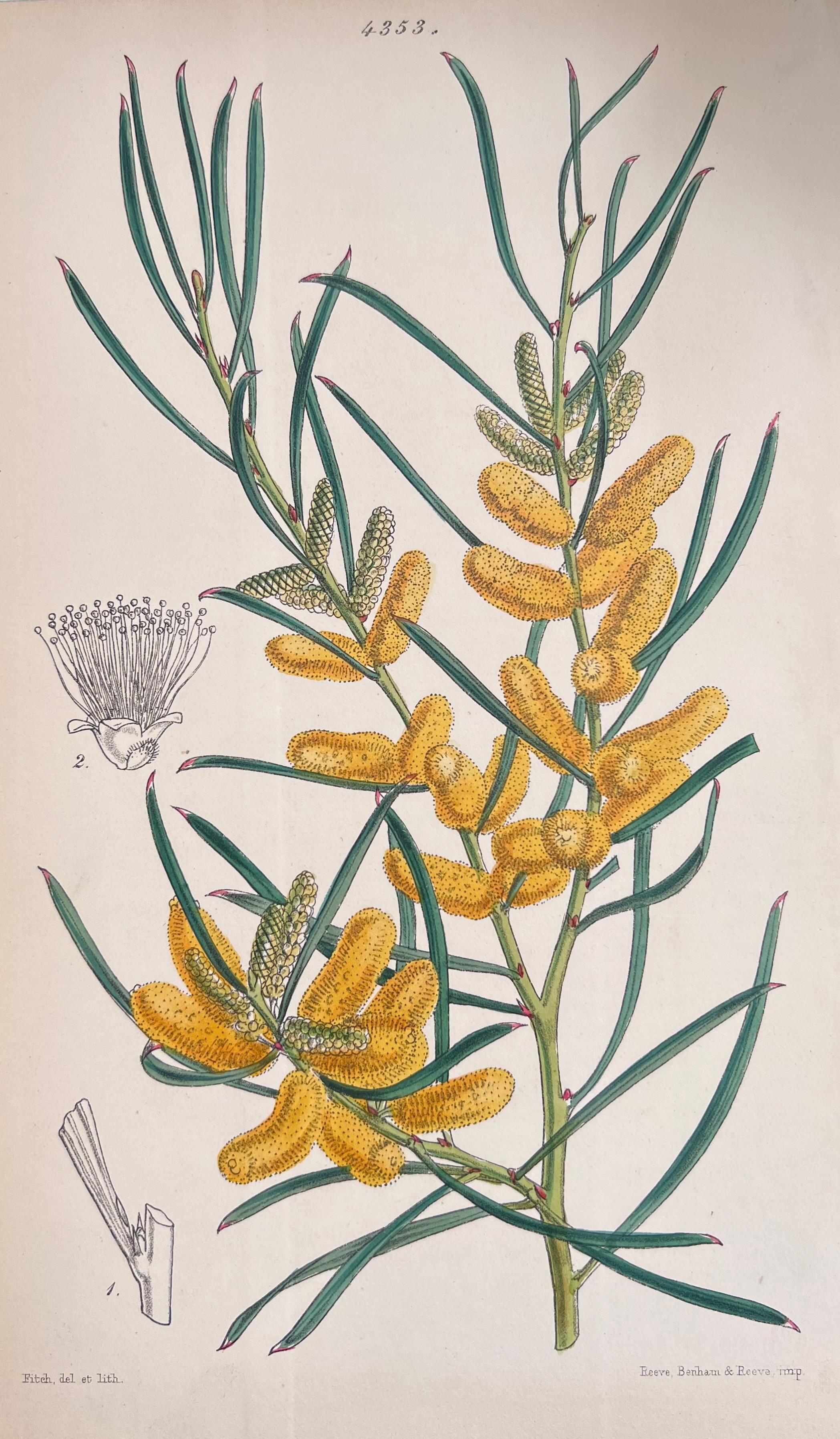 Satz von sechs feinen antiken britischen handkolorierten botanischen Drucken, um 1900 (Art déco), Print, von Unknown