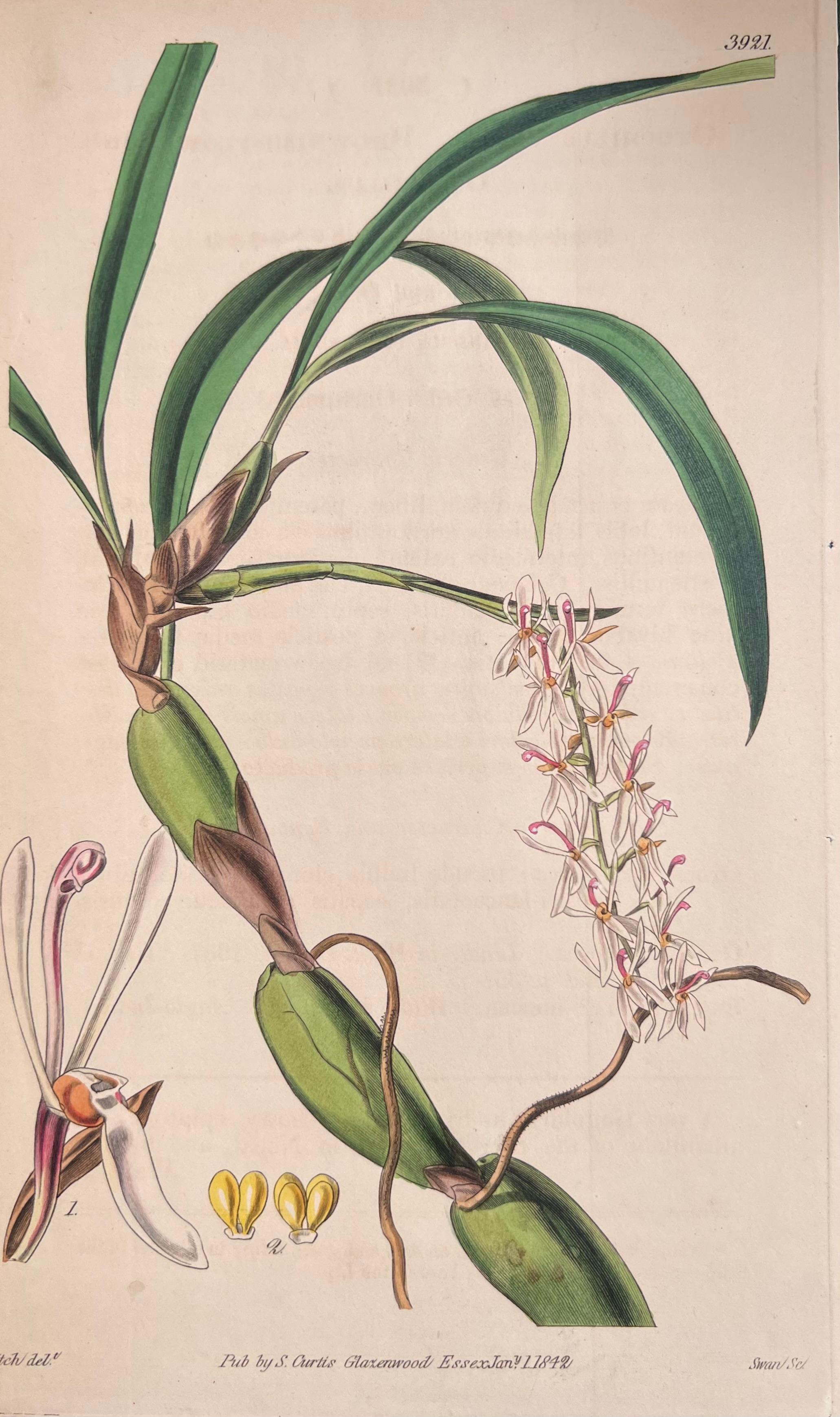 Set of Six Hand Coloured Botanical Prints/Lithographs and Engravings
Published by G. Ridgway, S. Curtis, W. Baxter and W. Fitch
Early Mid 19th Century
Size: image: 8.5 x 5.5 inches
Provenance: private collection, London.
Condition: The botanicals