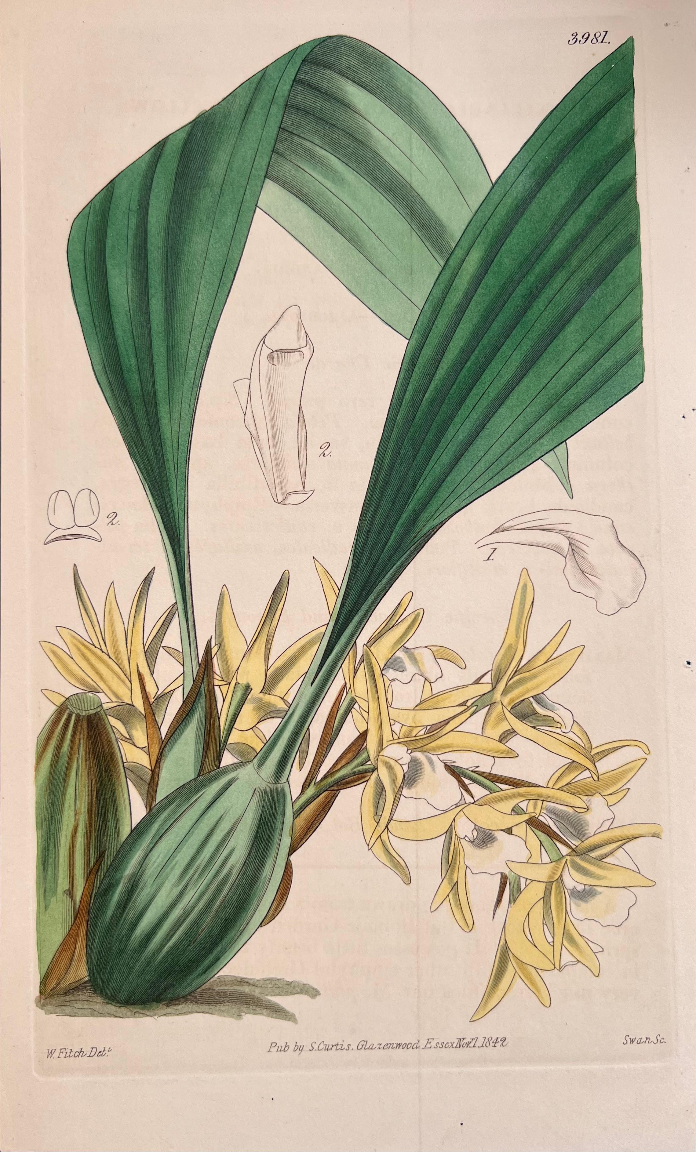 Set of Six Hand Coloured Botanical Prints/Lithographs and Engravings
Published by G. Ridgway, S. Curtis, W. Baxter and W. Fitch
Early Mid 19th Century
Size: image: 8.5 x 5.5 inches
Provenance: private collection, London.
Condition: The botanicals