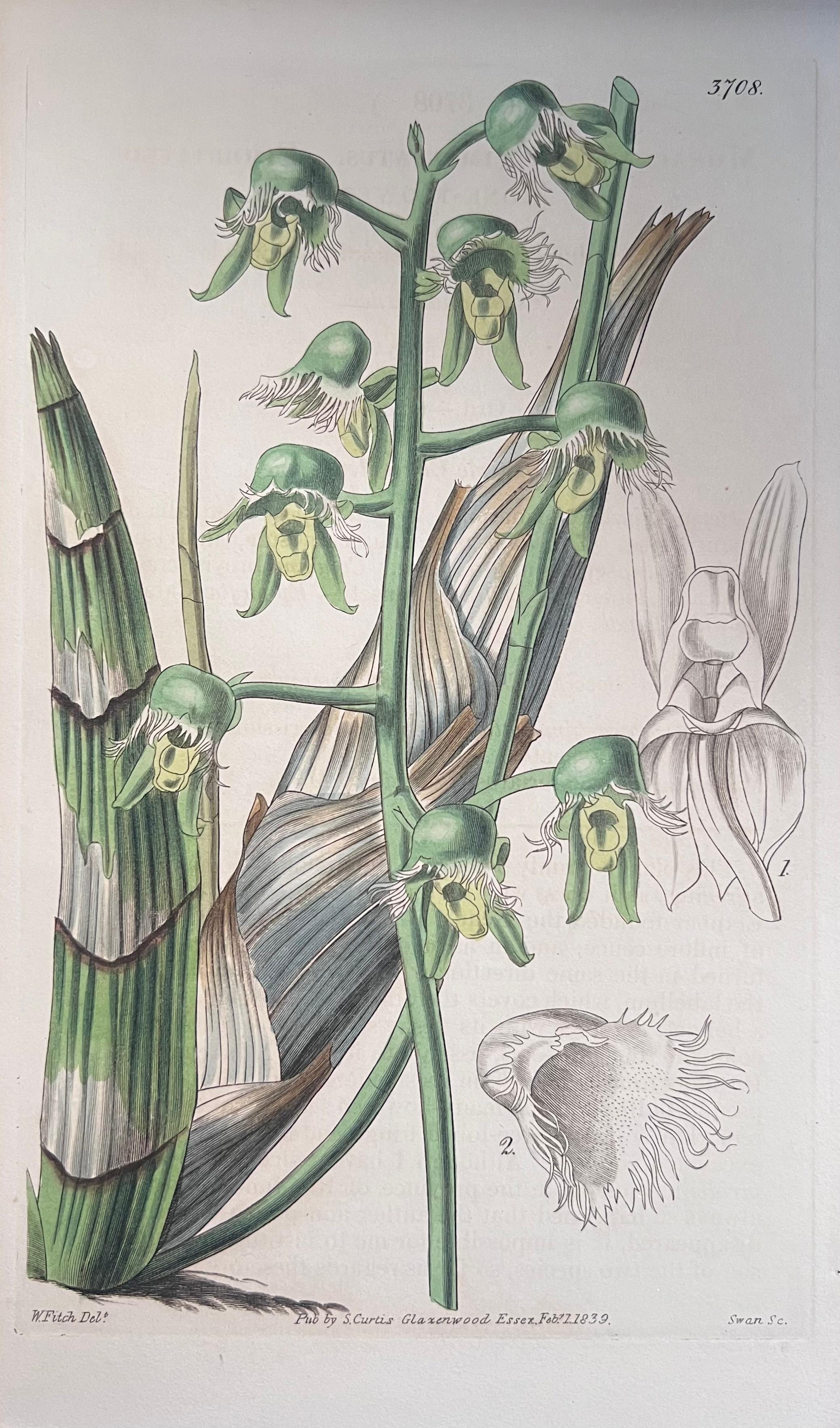 Set of Six Hand Coloured Botanical Prints/Lithographs and Engravings
Published by G. Ridgway, S. Curtis, W. Baxter and W. Fitch
Early Mid 19th Century
Size: image: 8.5 x 5.5 inches
Provenance: private collection, London.
Condition: The botanicals