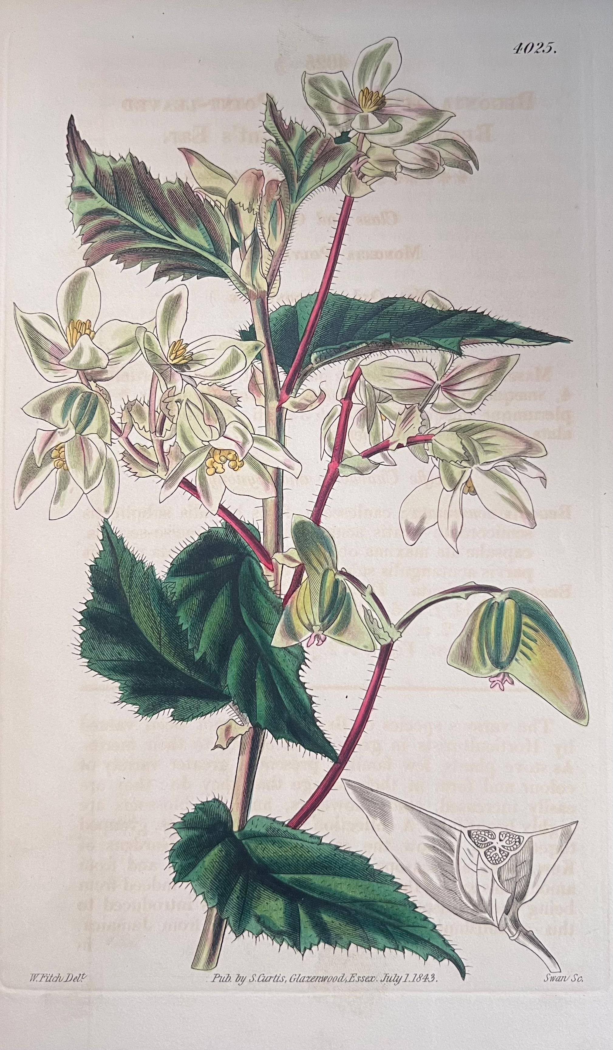 Set of Six Hand Coloured Botanical Prints/Lithographs and Engravings
Published by G. Ridgway, S. Curtis, W. Baxter and W. Fitch
Early Mid 19th Century
Size: image: 8.5 x 5.5 inches
Provenance: private collection, London.
Condition: The botanicals