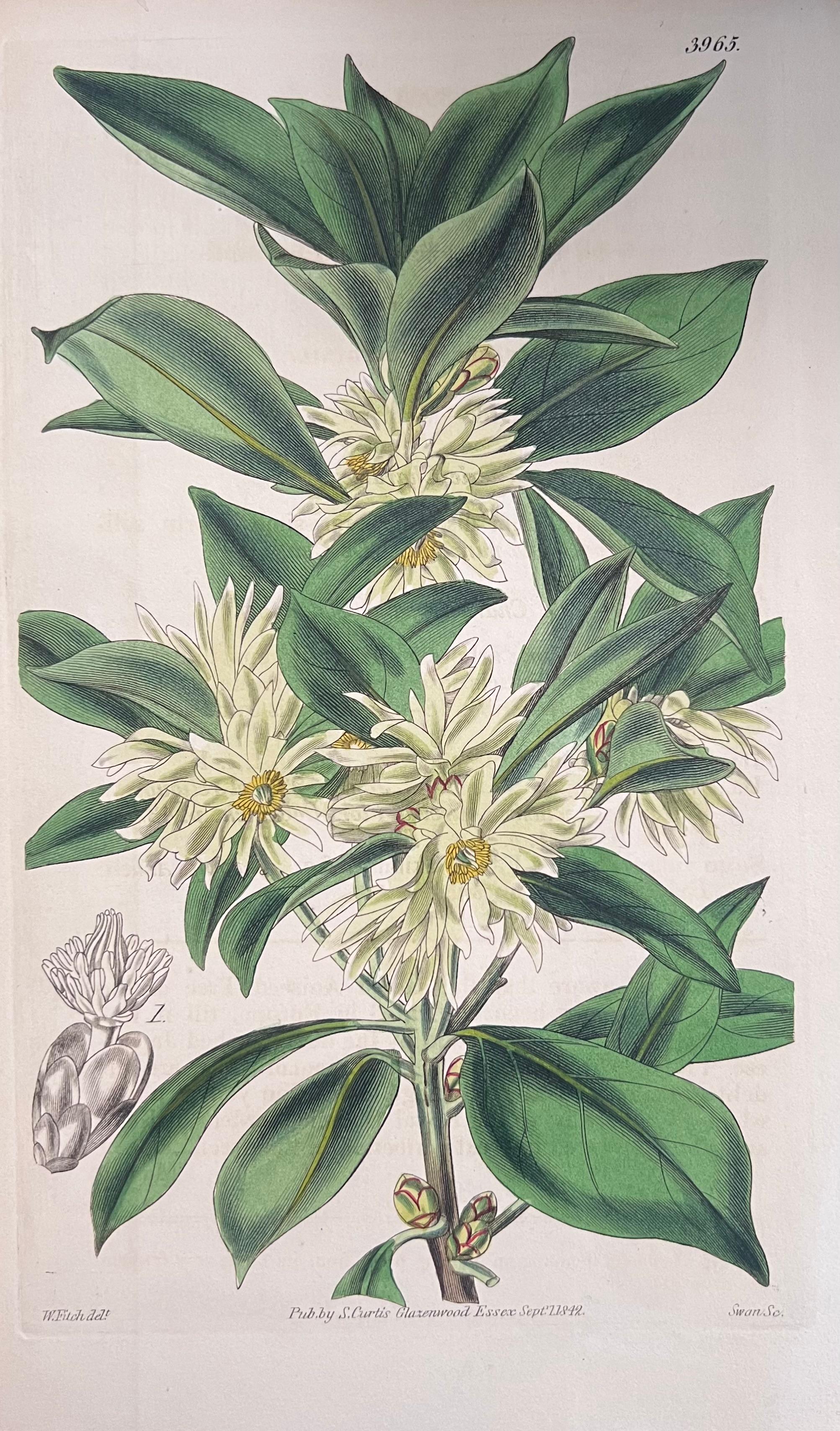 Set of Six Hand Coloured Botanical Prints/Lithographs and Engravings
Published by G. Ridgway, S. Curtis, W. Baxter and W. Fitch
Early Mid 19th Century
Size: image: 8.5 x 5.5 inches
Provenance: private collection, London.
Condition: The botanicals