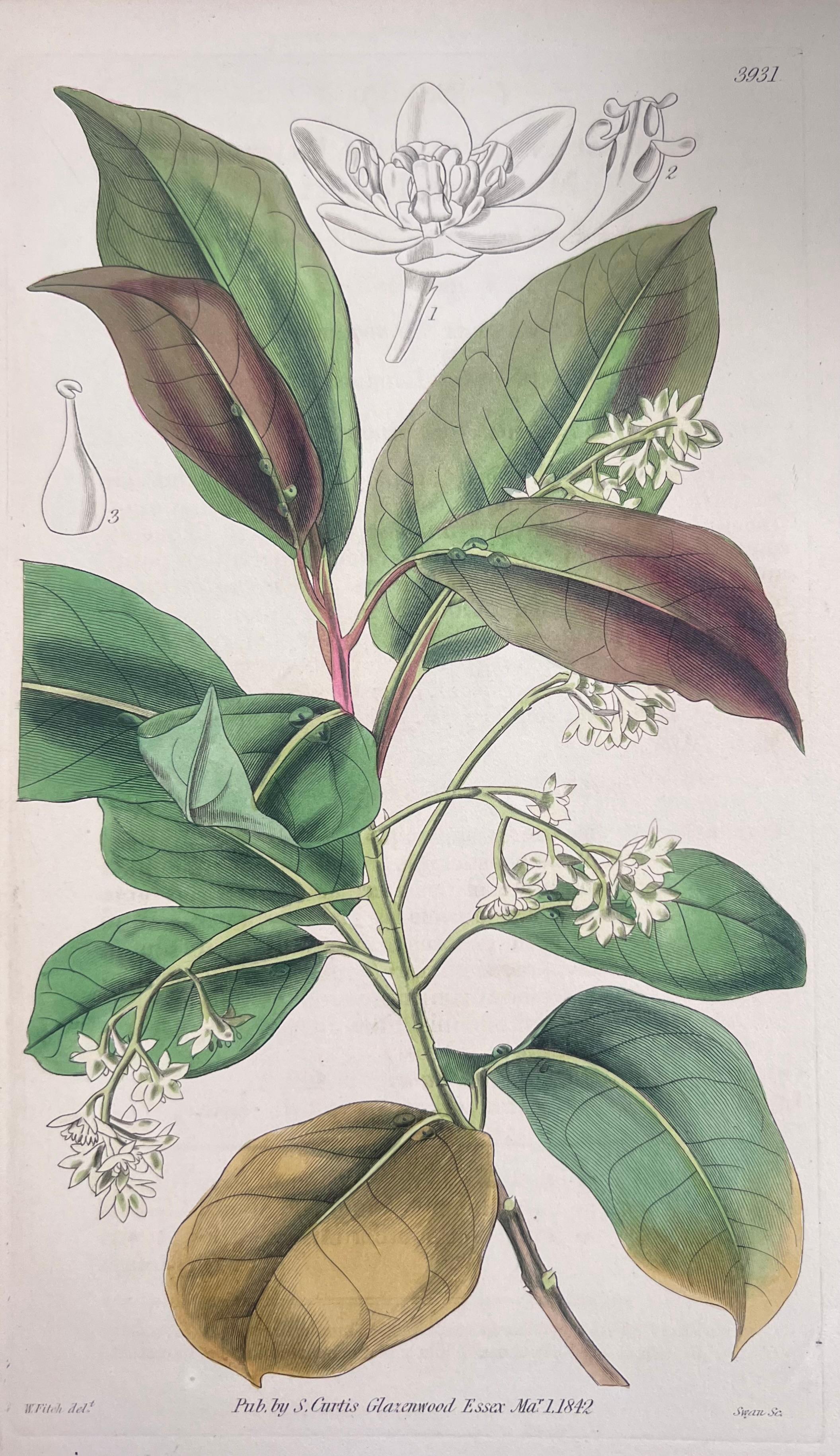Set of Six Hand Coloured Botanical Prints/Lithographs and Engravings
Published by G. Ridgway, S. Curtis, W. Baxter and W. Fitch
Early Mid 19th Century
Size: image: 8.5 x 5.5 inches
Provenance: private collection, London.
Condition: The botanicals