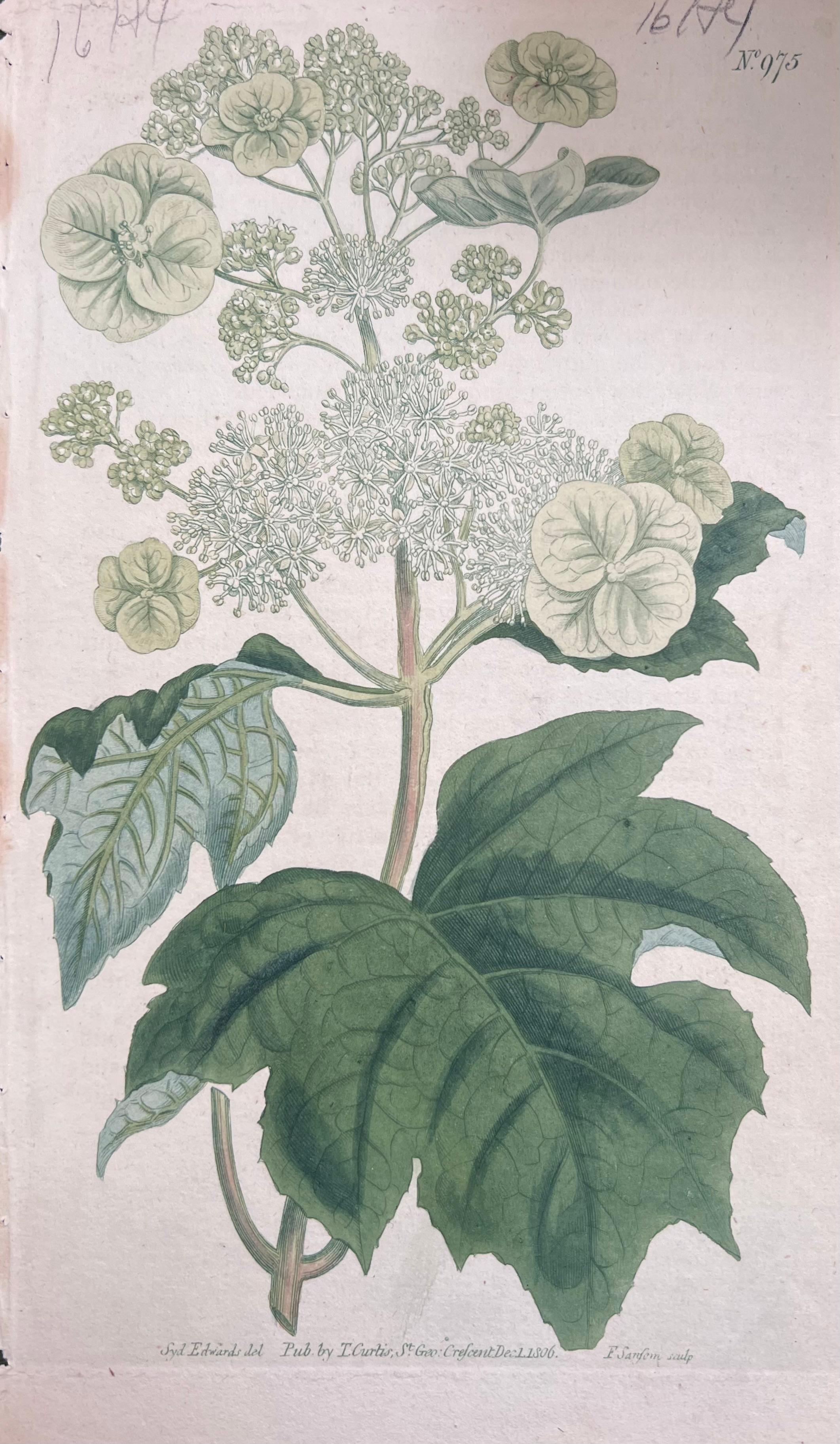 Set of Six Hand Coloured Botanical Prints/Lithographs and Engravings
Published by G. Ridgway, S. Curtis, W. Baxter and W. Fitch
Early Mid 19th Century
Size: image: 8.5 x 5.5 inches
Provenance: private collection, London.
Condition: The botanicals