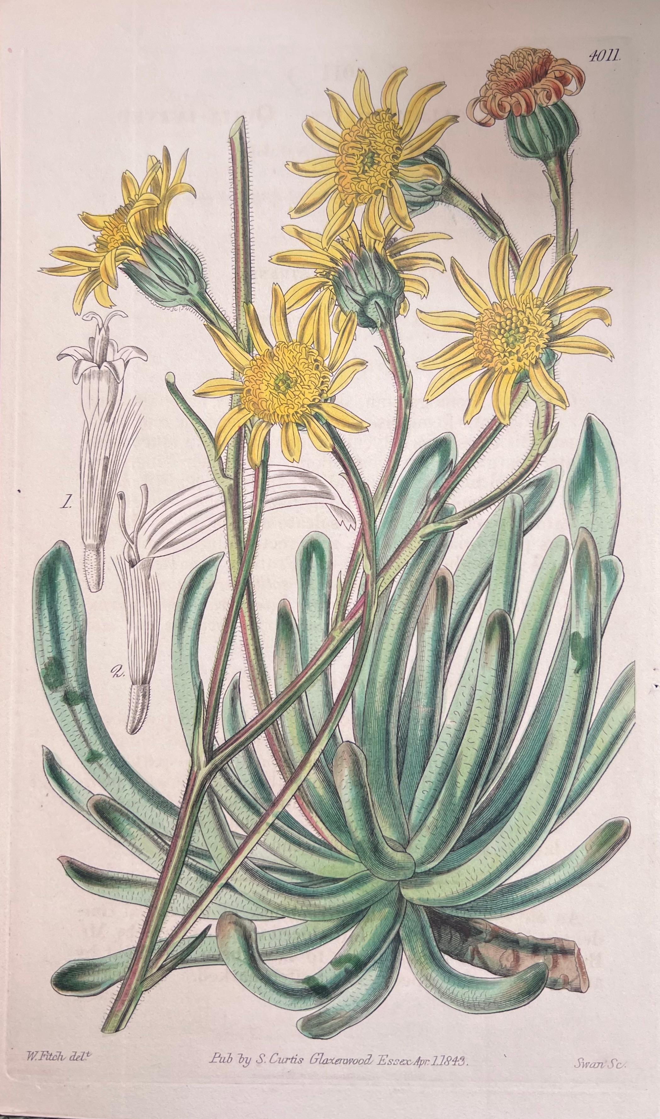 Set of Six Hand Coloured Botanical Prints/Lithographs and Engravings
Published by G. Ridgway, S. Curtis, W. Baxter and W. Fitch
Early Mid 19th Century
Size: image: 9.5 x 5.5 inches
Provenance: private collection, London.
Condition: The botanicals