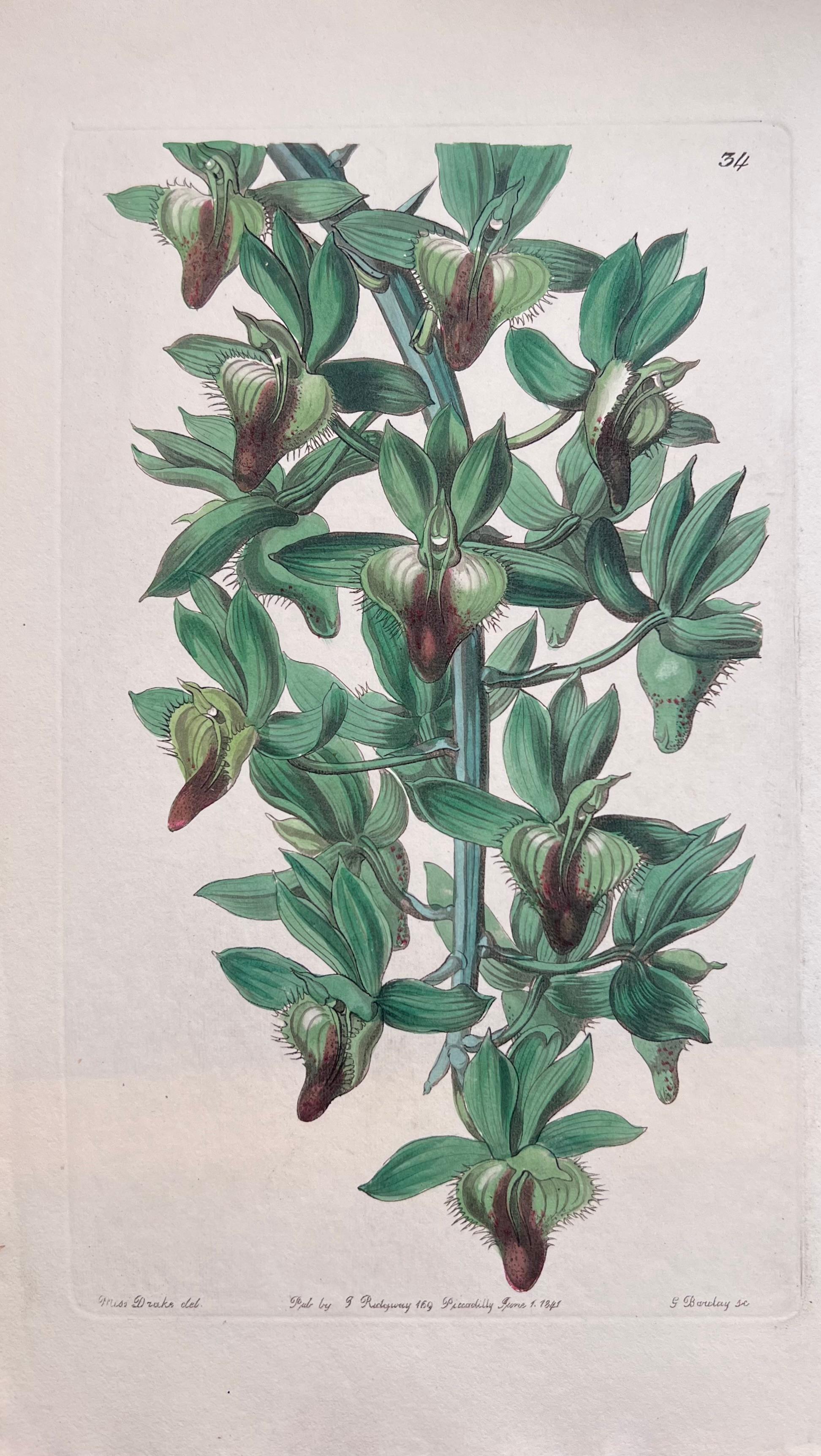 Set of Six Hand Coloured Botanical Prints/Lithographs and Engravings
Published by G. Ridgway, S. Curtis, W. Baxter and W. Fitch
Early Mid 19th Century
Size: image: 9.5 x 5.5 inches
Provenance: private collection, London.
Condition: The botanicals