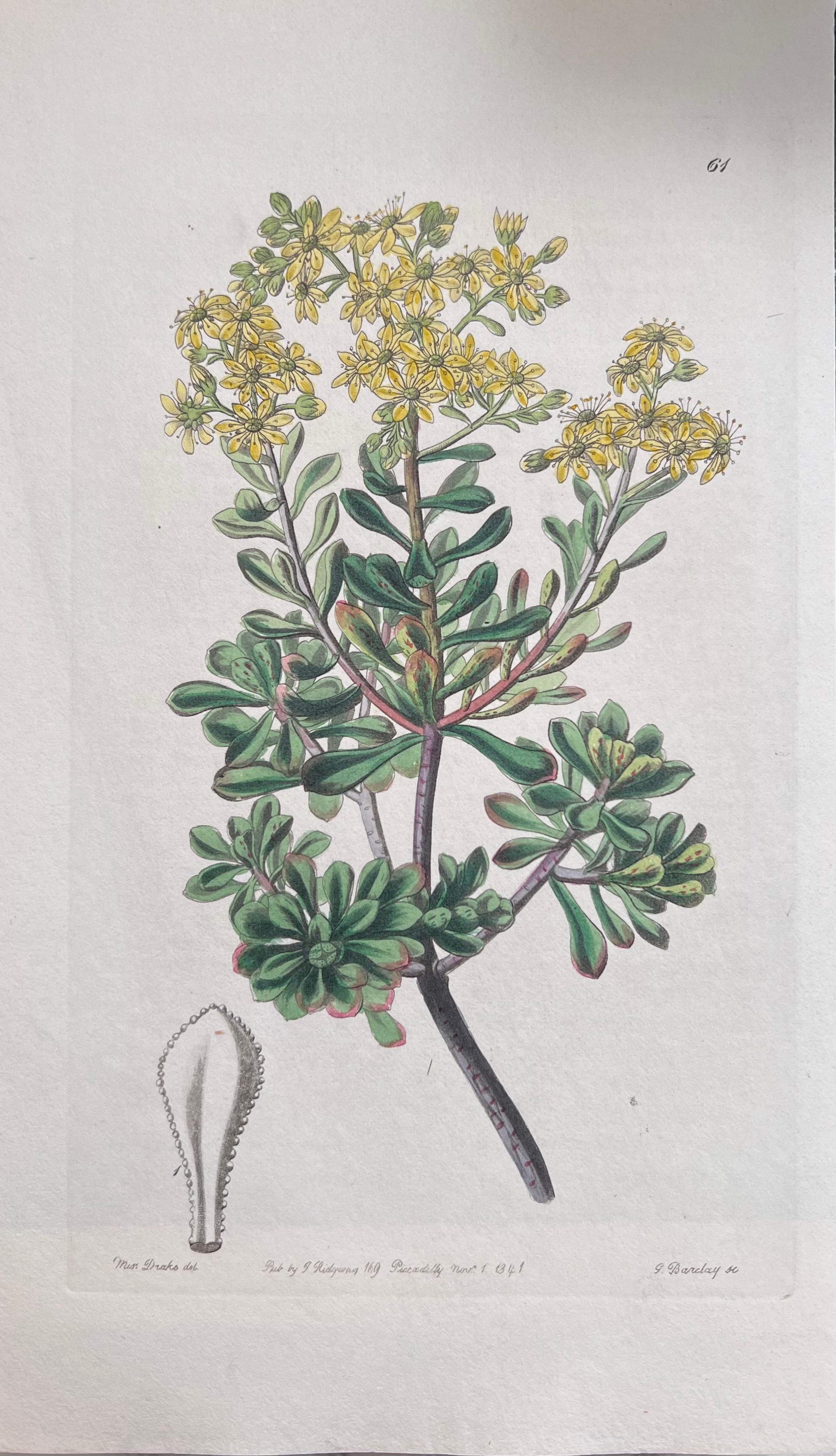 Set of Six Hand Coloured Botanical Prints/Lithographs and Engravings
Published by G. Ridgway, S. Curtis, W. Baxter and W. Fitch
Early Mid 19th Century
Size: image: 8.5 x 5.5 inches
Provenance: private collection, London.
Condition: The botanicals