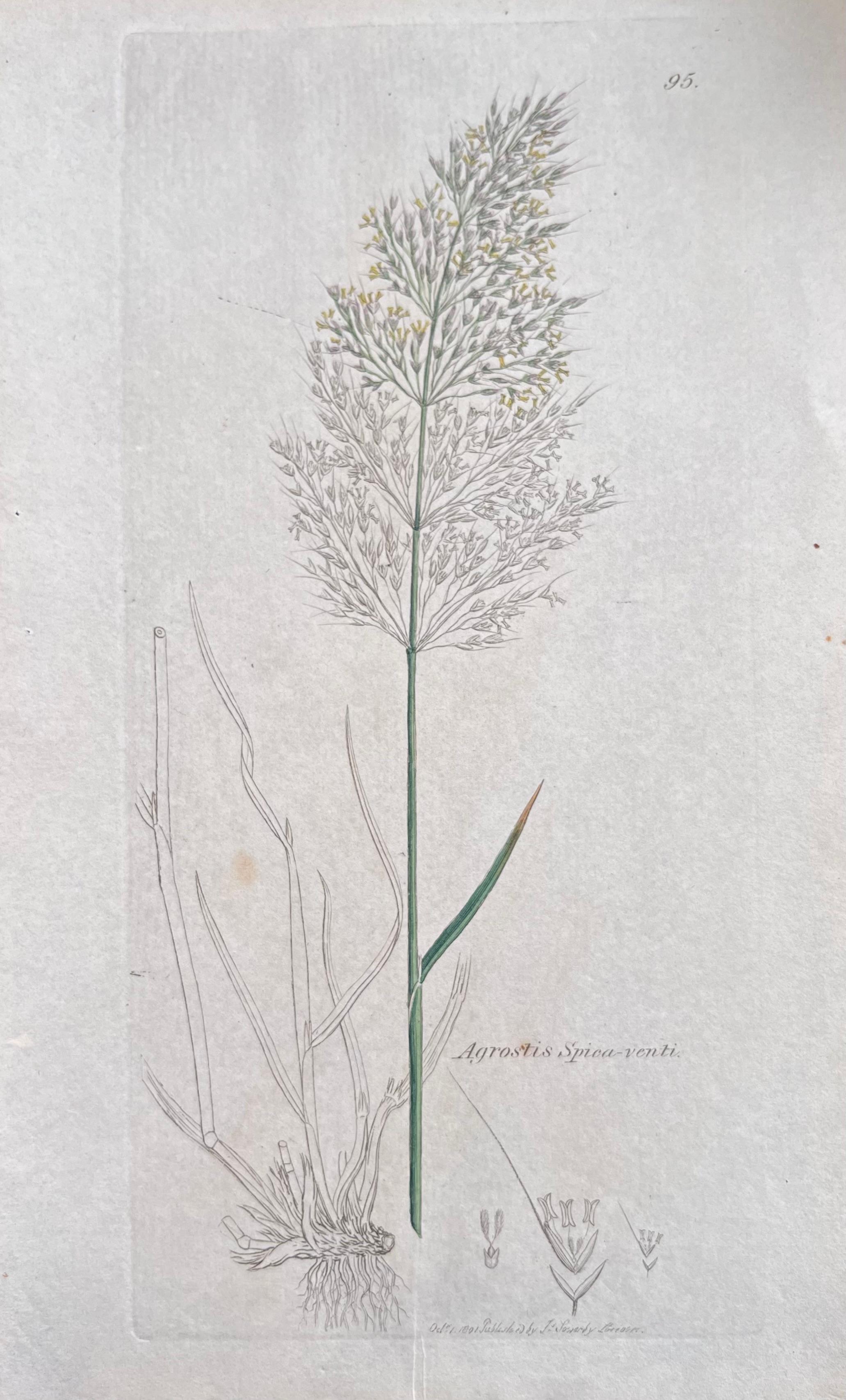 Set of Six Hand Coloured Botanical Prints/Lithographs and Engravings
Published by G. Ridgway, S. Curtis, W. Baxter and W. Fitch
Early Mid 19th Century
Size: image: 9.5 x 5.5 inches
Provenance: private collection, London.
Condition: The botanicals