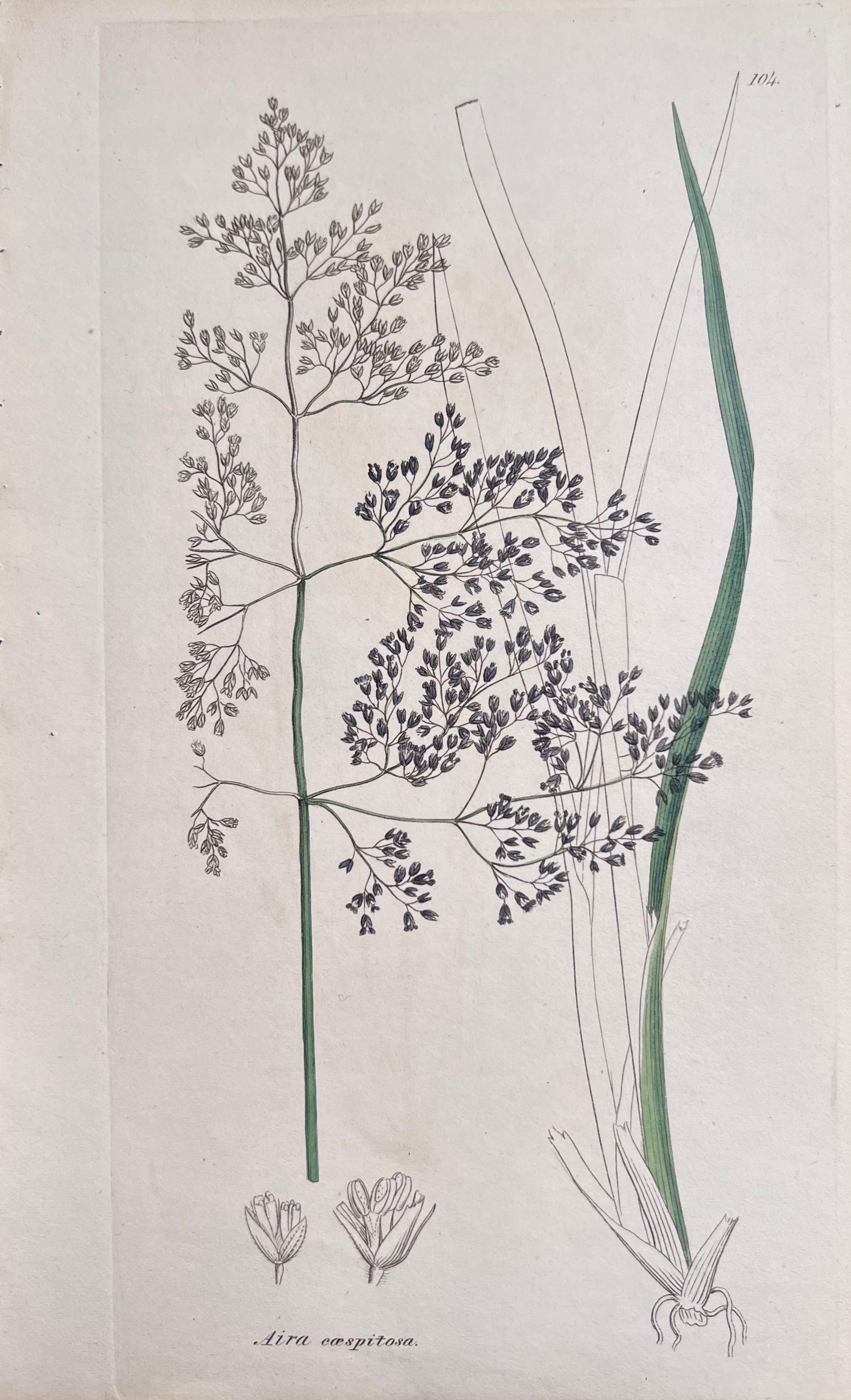 Set of Six Hand Coloured Botanical Prints/Lithographs and Engravings
Published by G. Ridgway, S. Curtis, W. Baxter and W. Fitch
Early Mid 19th Century
Size: image: 9.5 x 5.5 inches
Provenance: private collection, London.
Condition: The botanicals