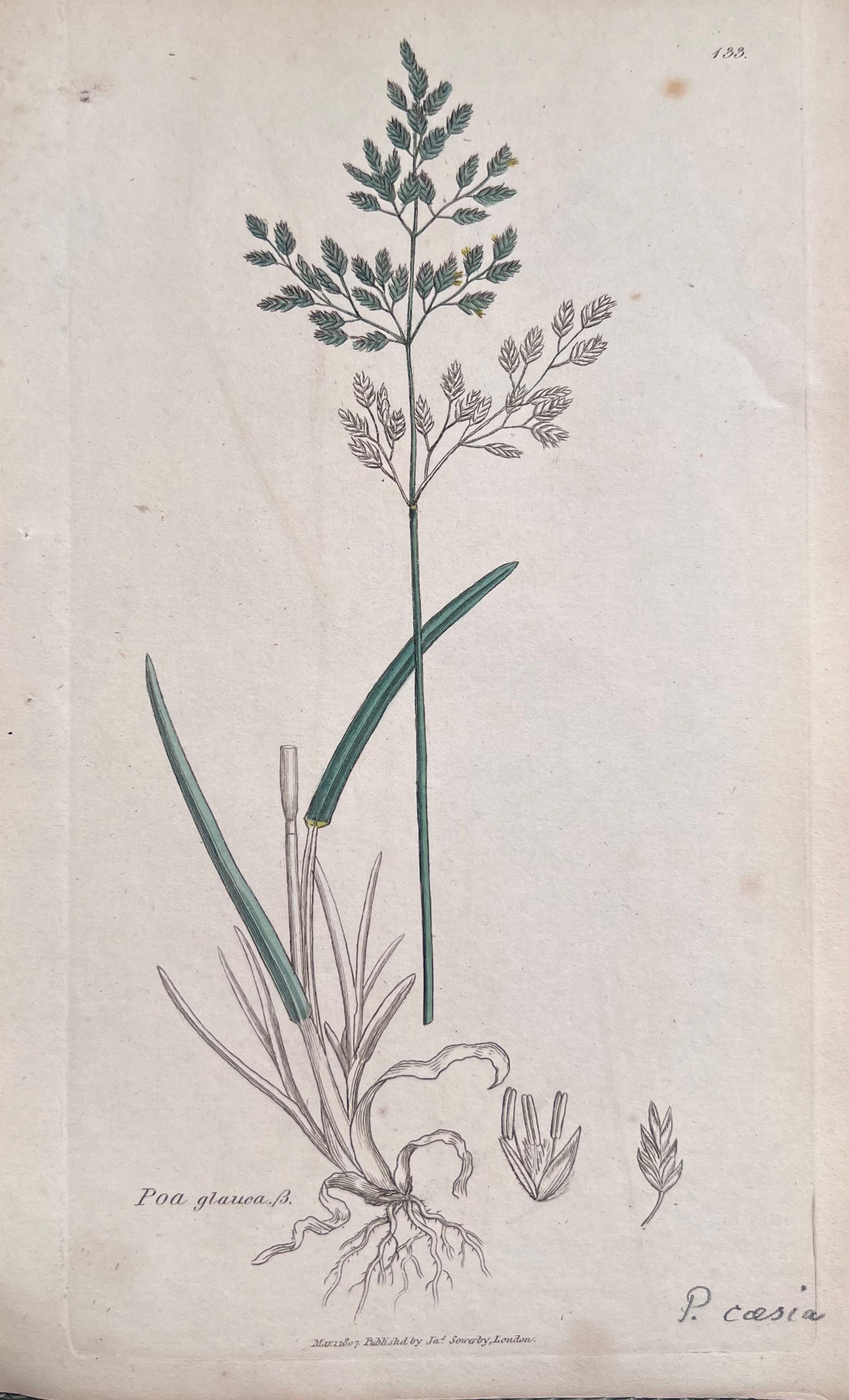 Ensemble de six estampes botaniques colorées à la main/lithographies et gravures
Publié par G. Ridgway, S. Curtis, W. Baxter et W. Fitch
Début du milieu du 19e siècle
Taille : image : 9.5 x 5.5 pouces
Collectional : collection privée,