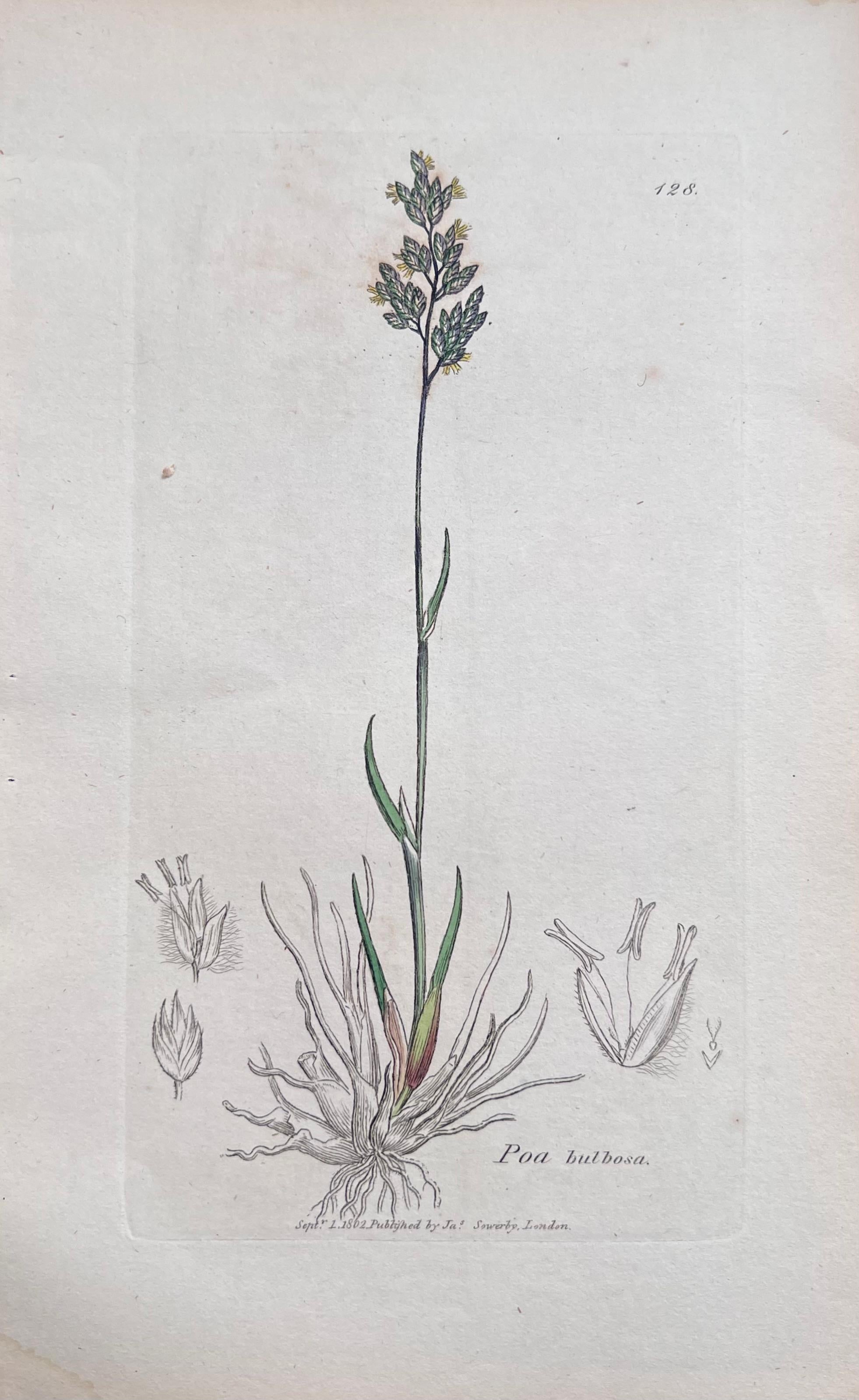 Ensemble de six estampes botaniques colorées à la main/lithographies et gravures
Publié par G. Ridgway, S. Curtis, W. Baxter et W. Fitch
Début du milieu du 19e siècle
Taille : image : 9.5 x 5.5 pouces
Collectional : collection privée,