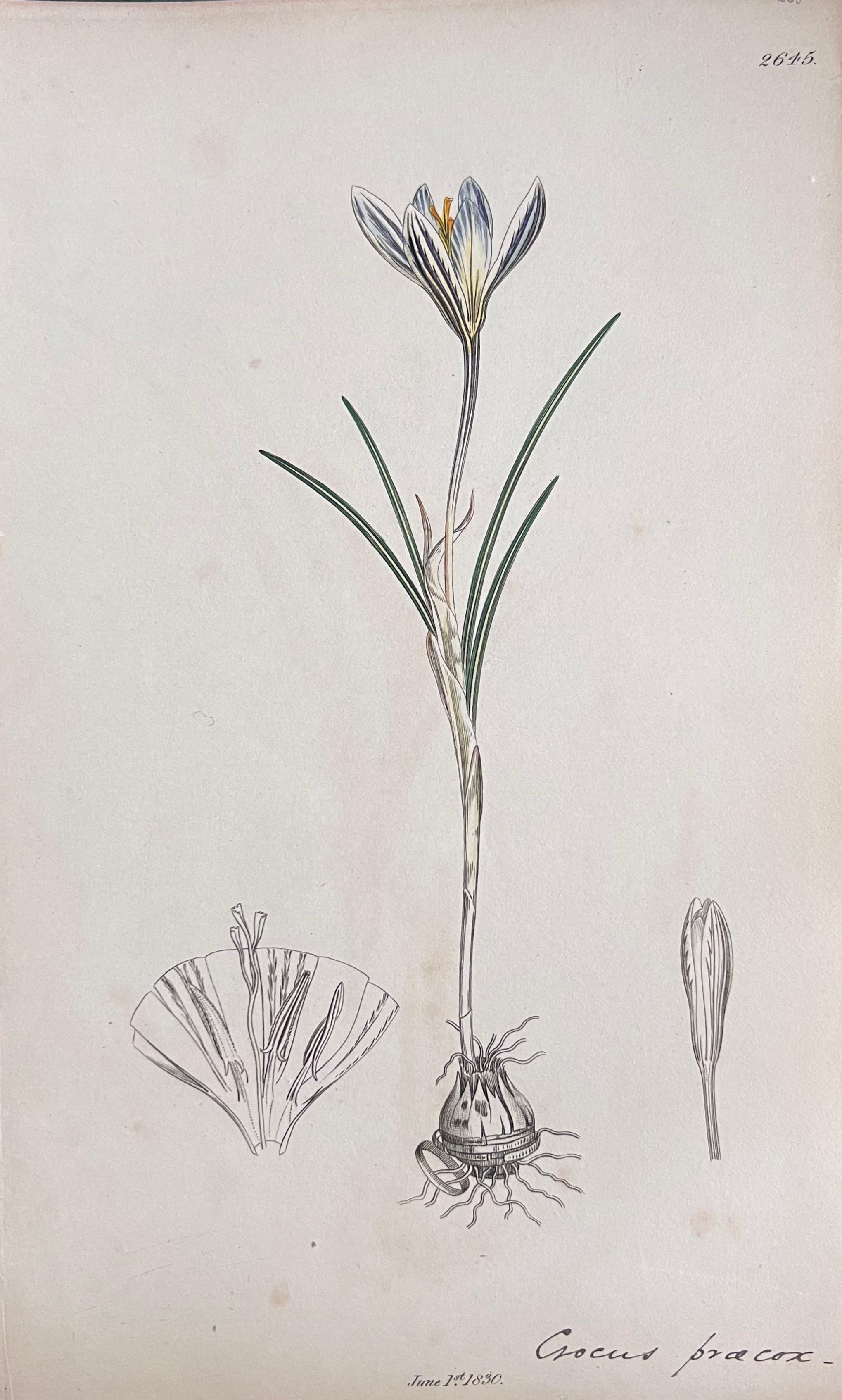 Conjunto de seis finos grabados botánicos británicos antiguos coloreados a mano, alrededor de 1900 - Still-Life Print Gris de Unknown